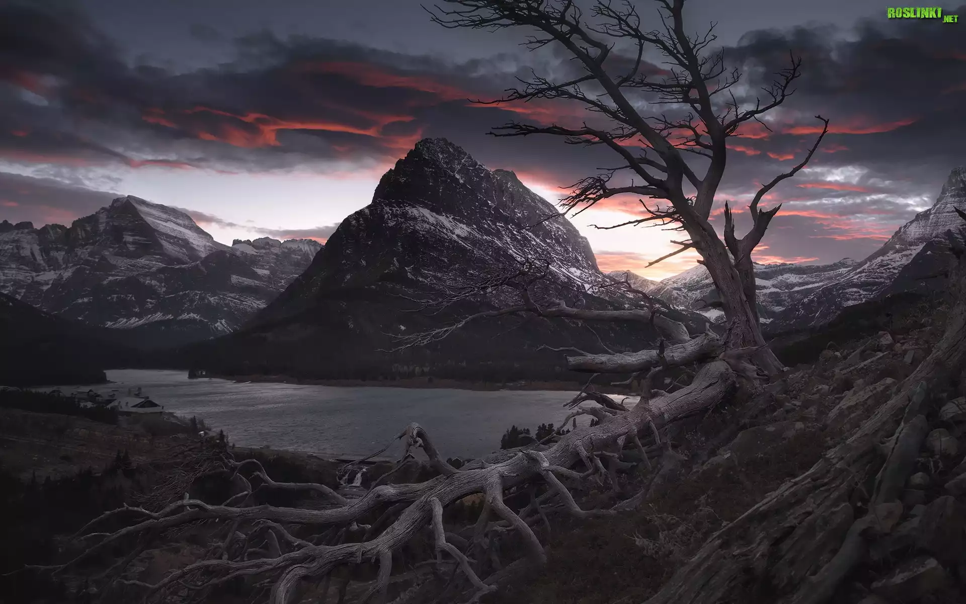 Jezioro, Swiftcurrent Lake, Góry, Park Narodowy Glacier, Bezlistne, Powalone, Drzewo, Zachód słońca, Montana, Stany Zjednoczone