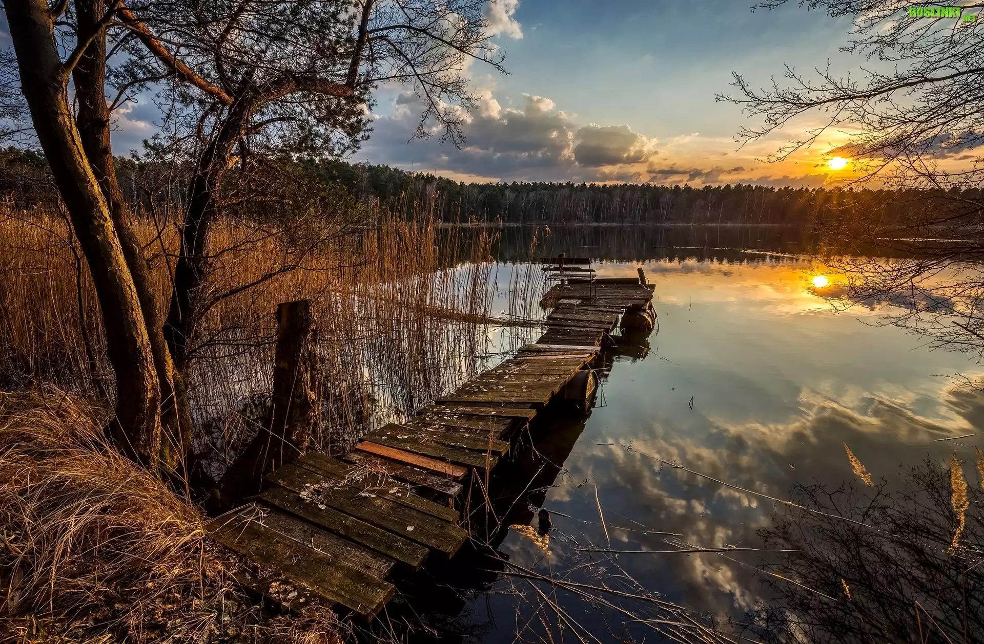 Jezioro, Zachód Słońca, Pomost, Szuwary, Drzewa