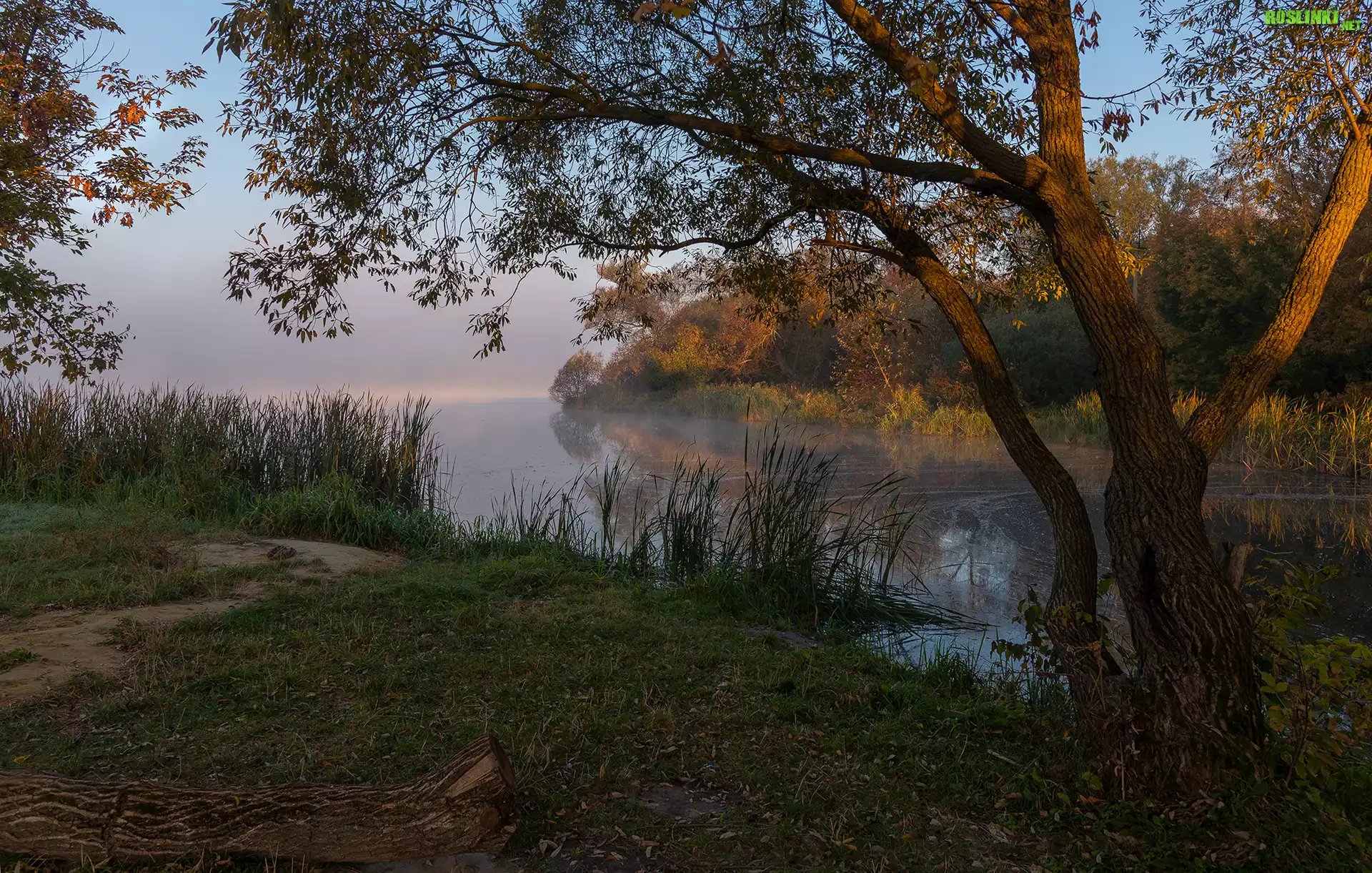 Jezioro, Drzewa, Trawa, Trzciny