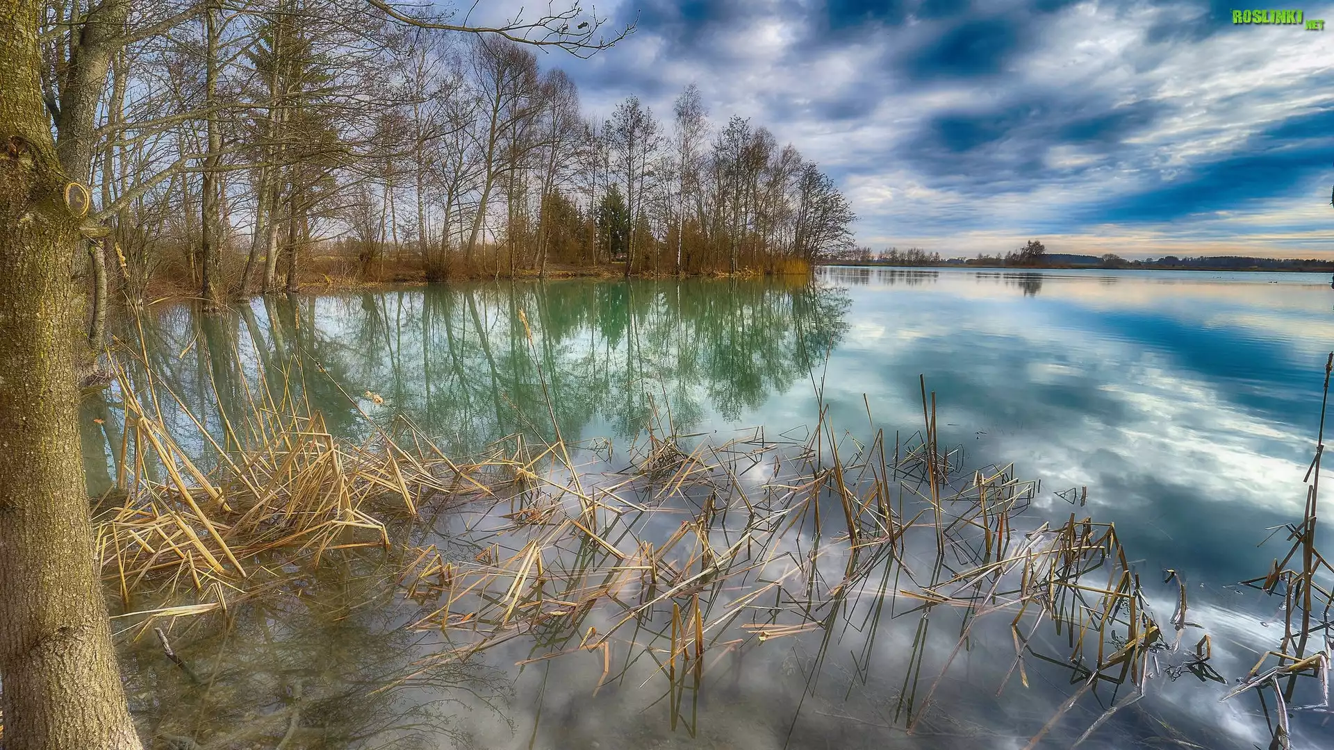 Jezioro, Drzewa, Suche, Trawy, Odbicie