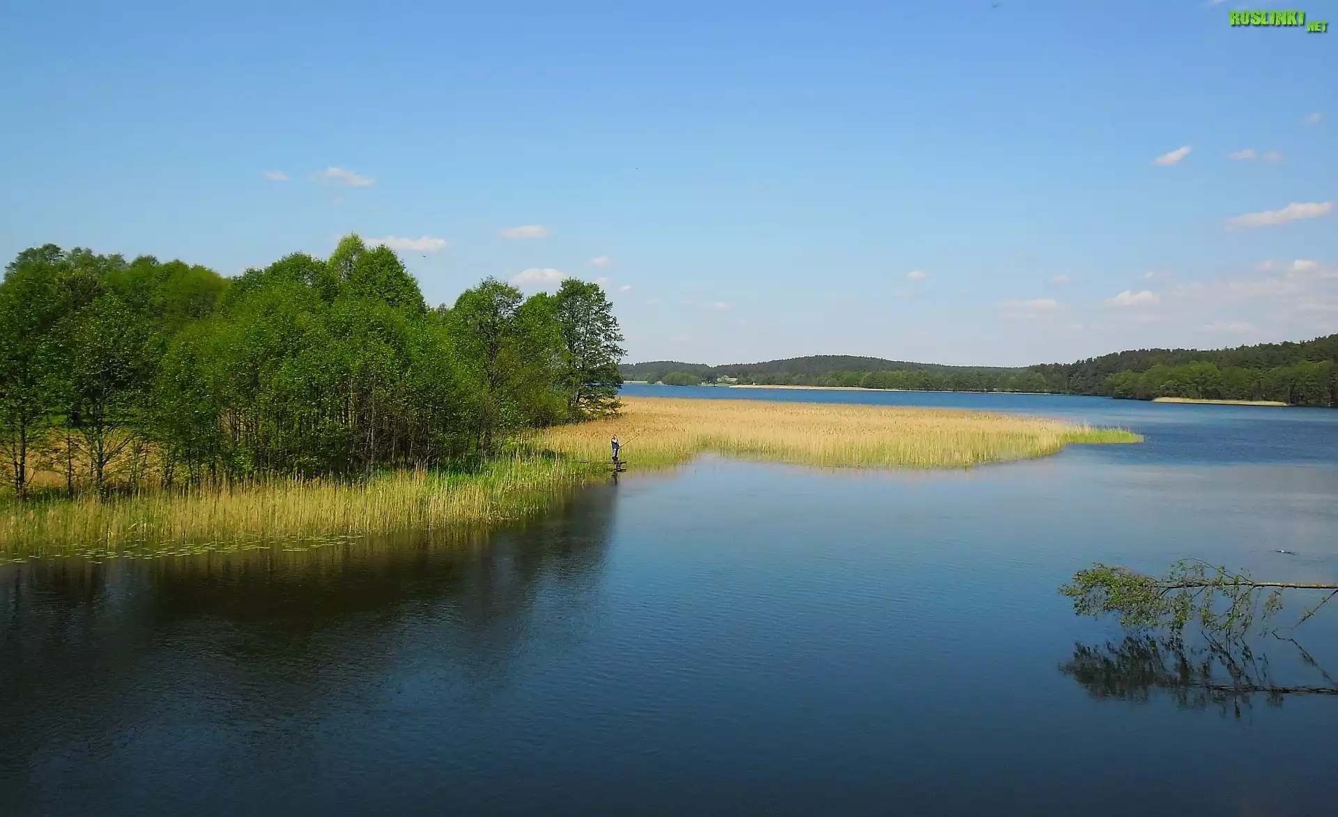 Wiosna, Jezioro, Szuwary