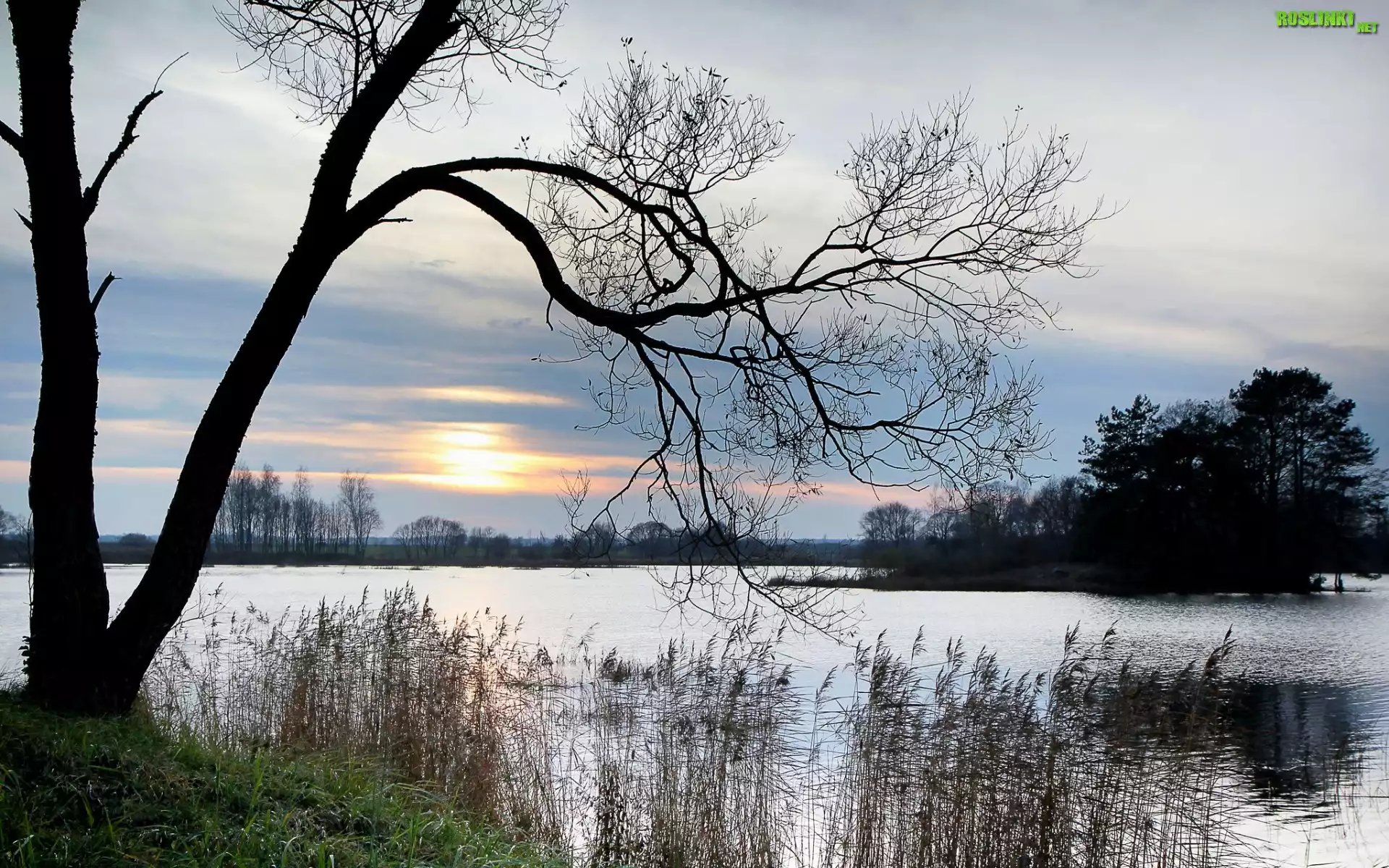 Jezioro, Wysepka, Drzewa, Trawy, Wschód, Słońca