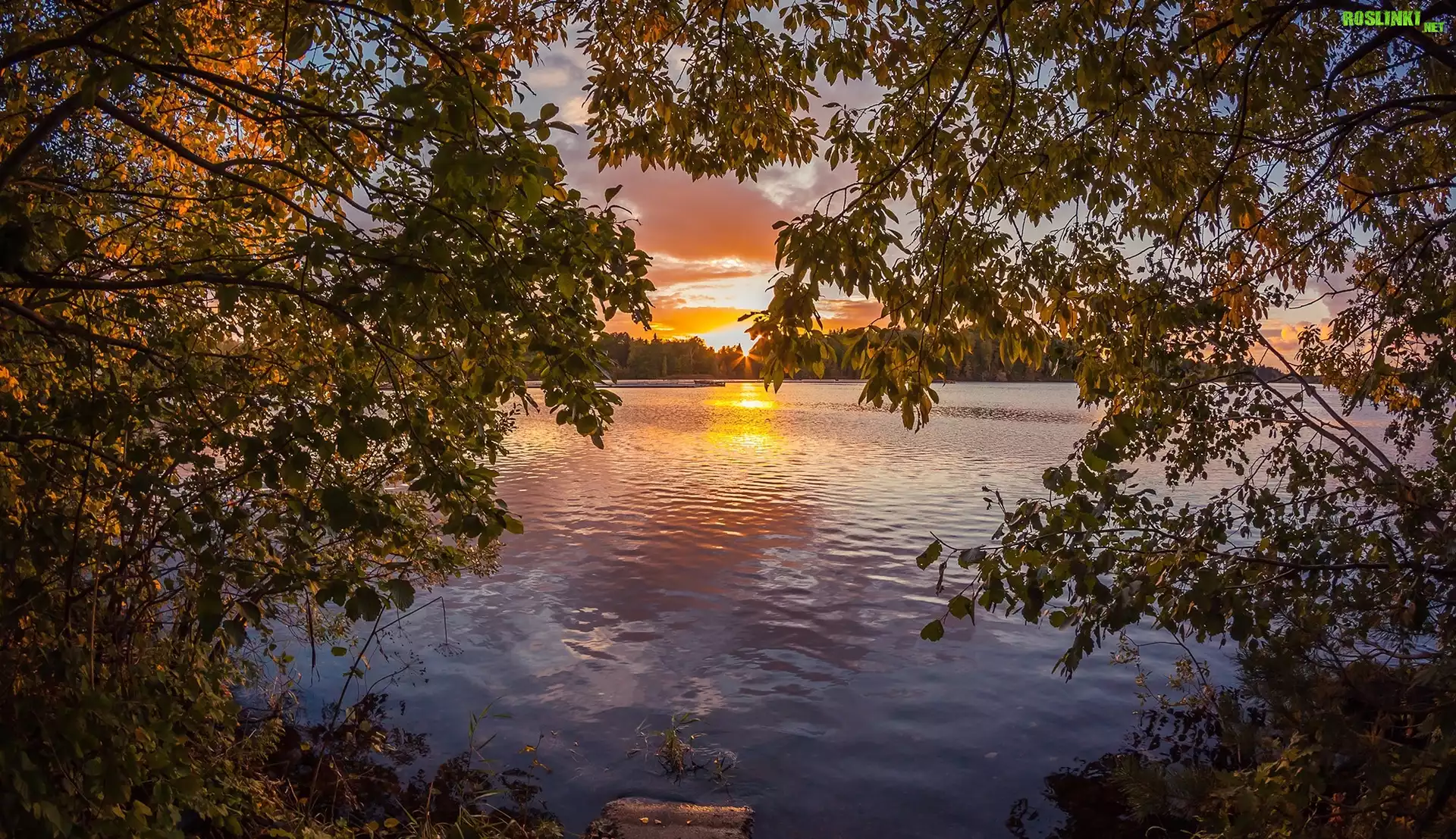 Jezioro, Drzewa, Gałęzie, Liście, Zachód słońca