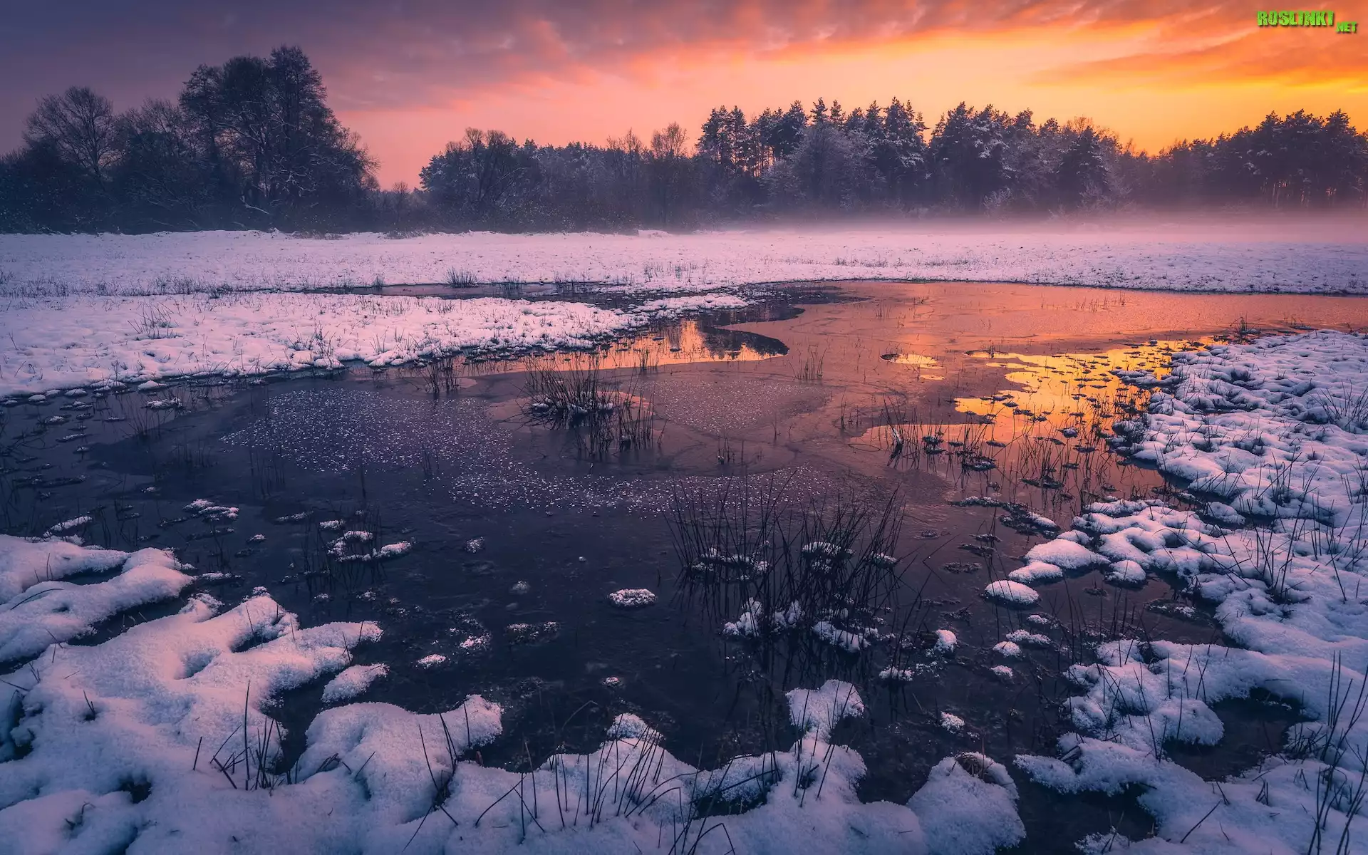 Zima, Jezioro, Lód, Śnieg, Mgła, Drzewa, Szuwary