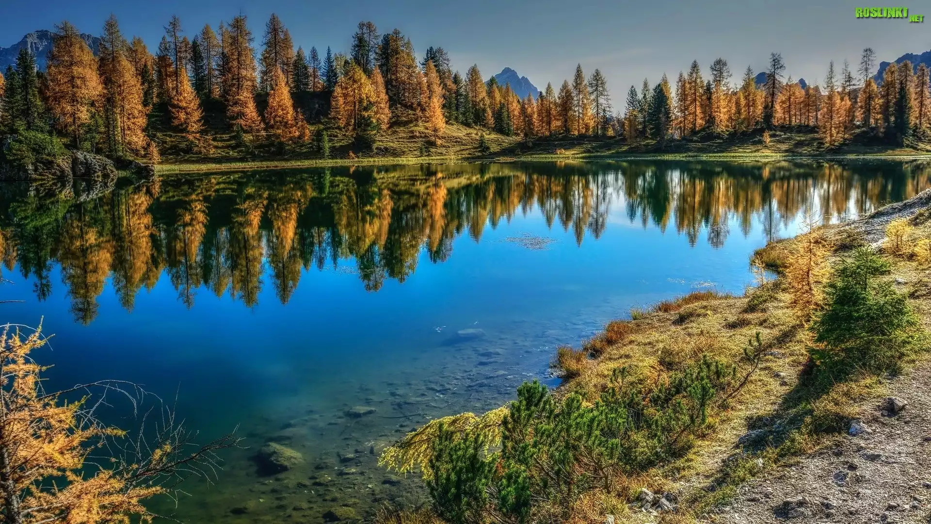 Jezioro, Lago Federa, Góry, Jesień, Drzewa, Żółte, Modrzewie, Włochy