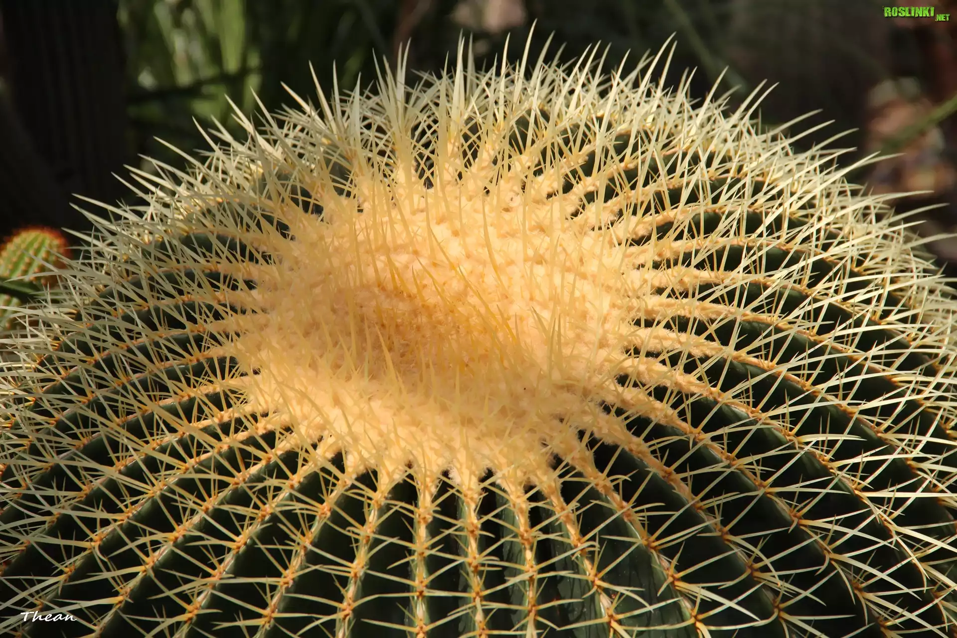 Kaktus, Kolce
