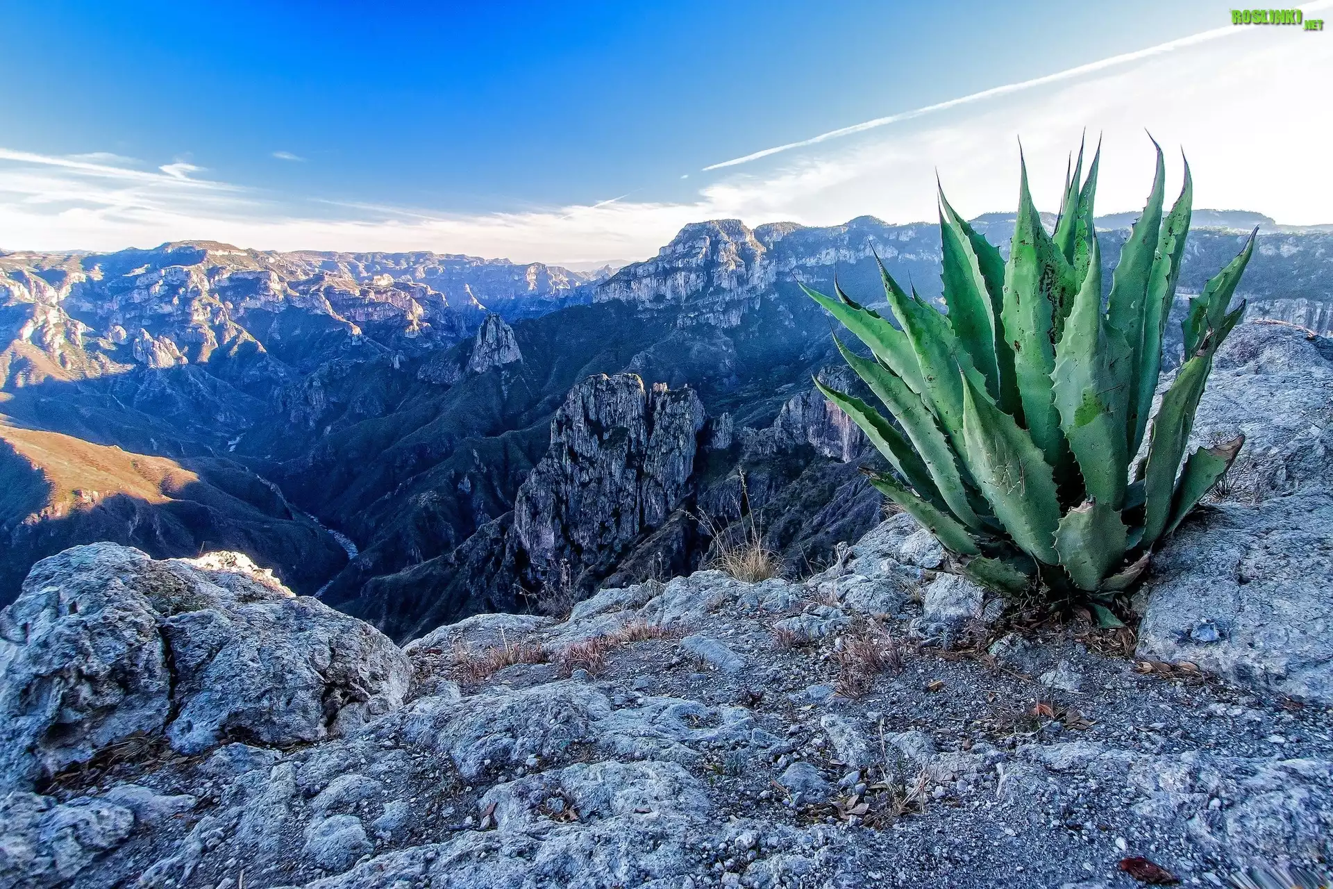 Góry, Skały, Aloes
