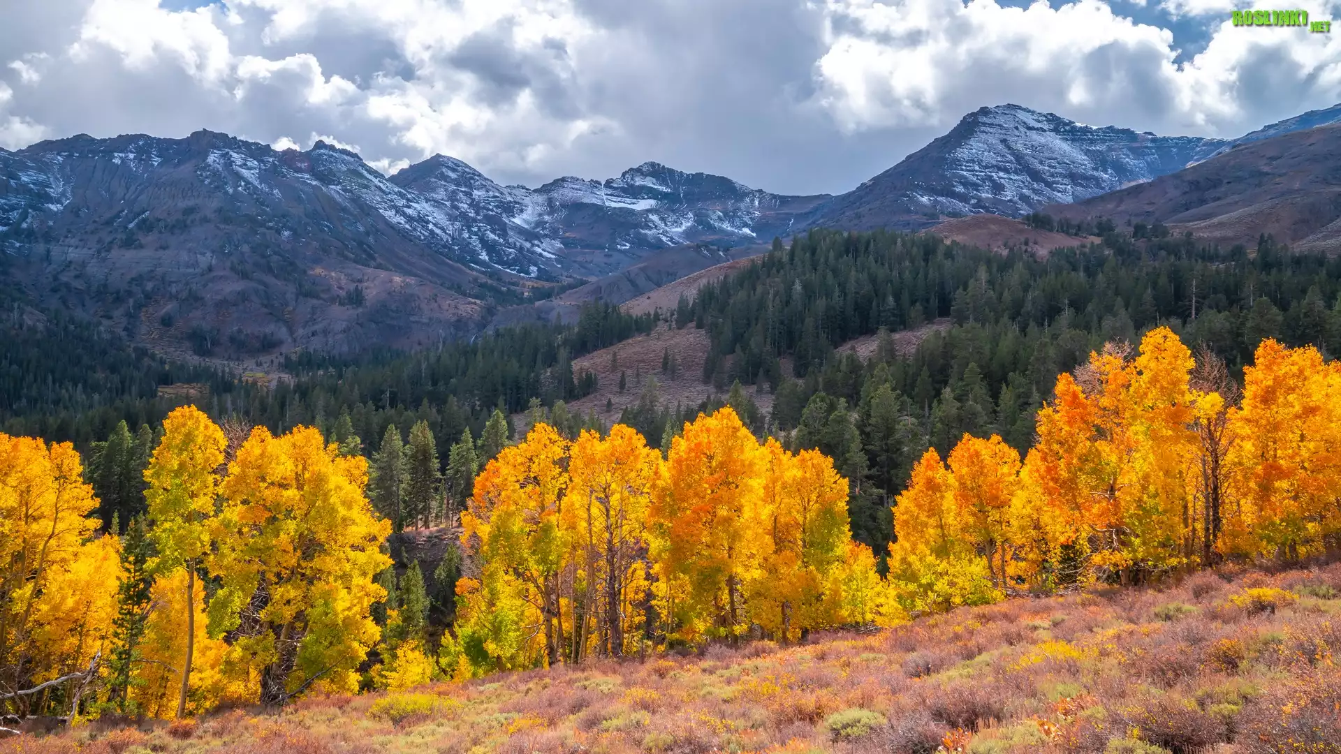 Stany Zjednoczone, Kalifornia, Eastern Sierra, Sonora Pass, Góry, Drzewa, Chmury, Jesień