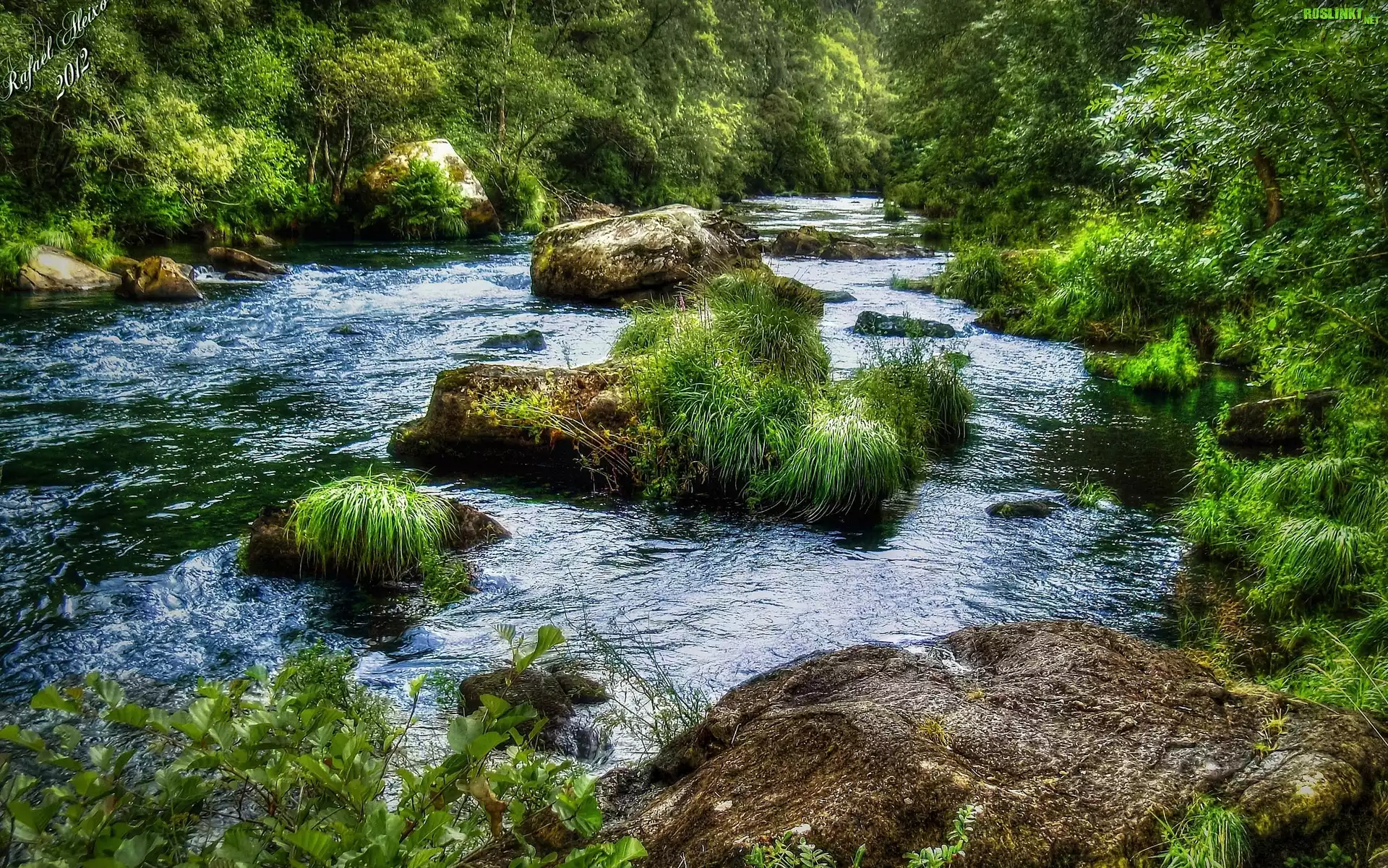 Rzeka, Kamienie, Drzewa