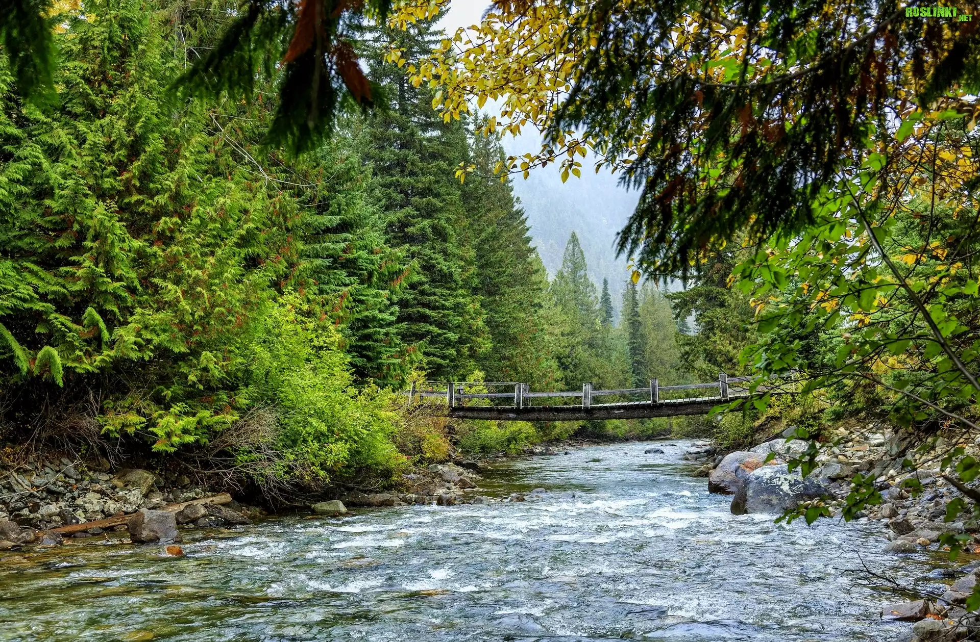 Drzewa, Las, Rzeka Cayoosh Creek, Most, Kamienie, Kolumbia Brytyjska, Kanada