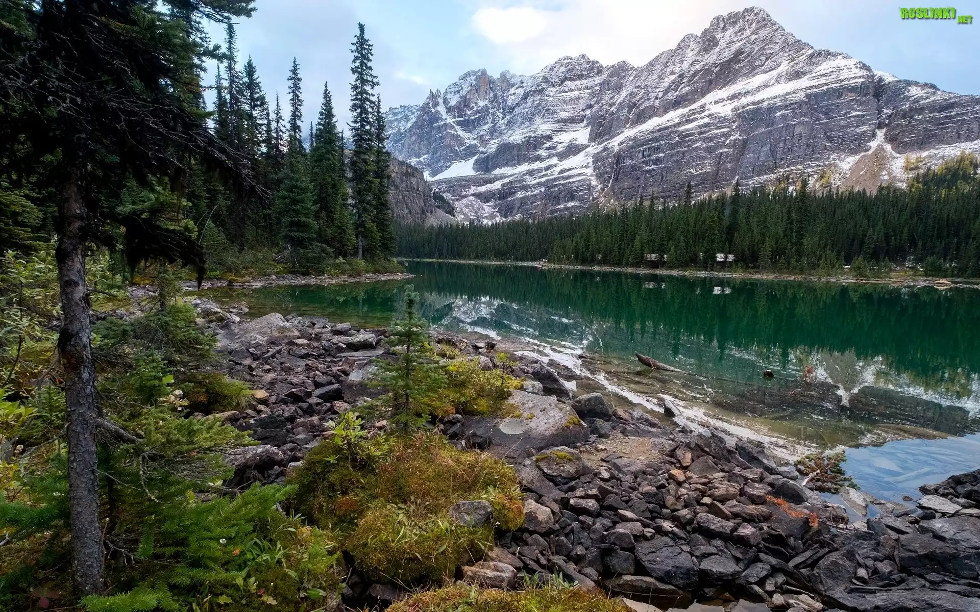 Kanada, Kolumbia Brytyjska, Park Narodowy Yoho, Góry Canadian Rockies, Jezioro O’Hara, Kamienie, Świerki
