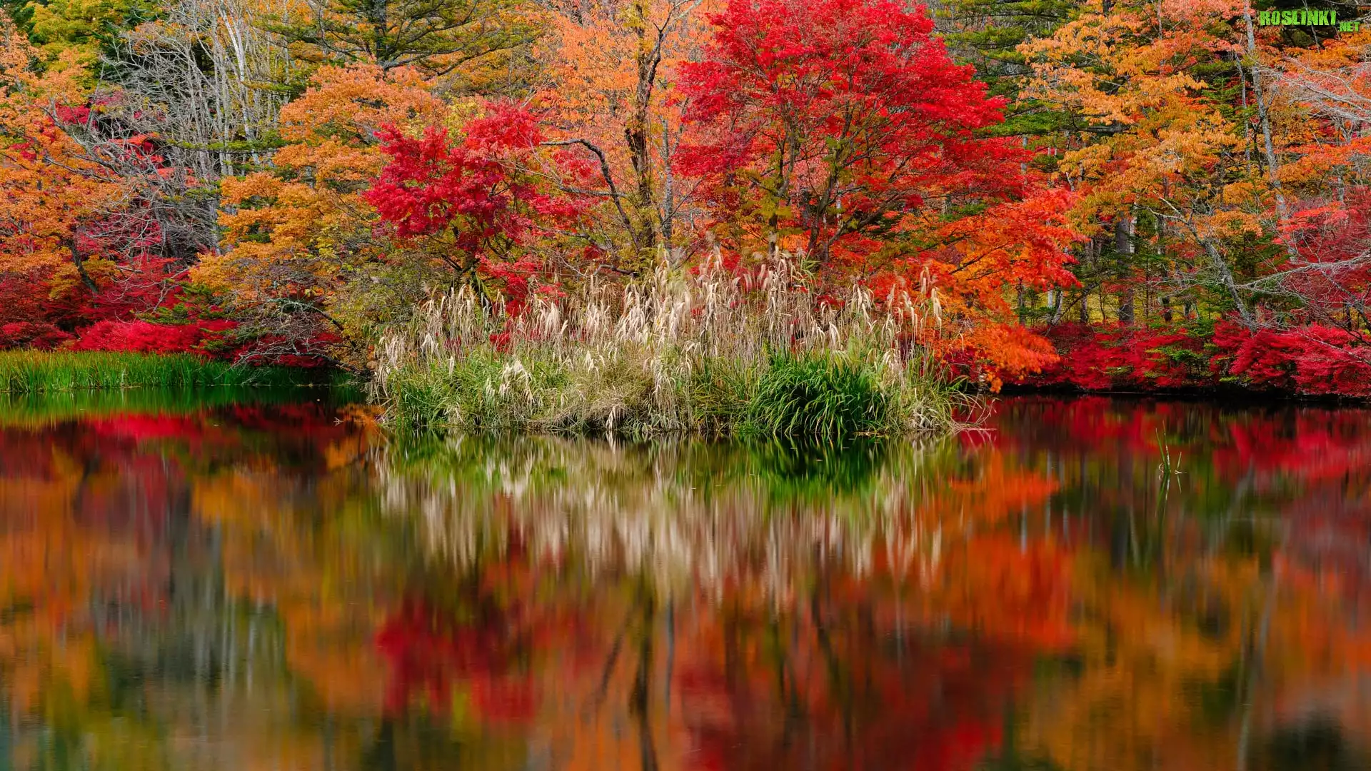 Jesień, Staw, Kumoba Pond, Kolorowe, Drzewa, Kępy, Trawy, Odbicie, Karuizawa, Nagano, Japonia