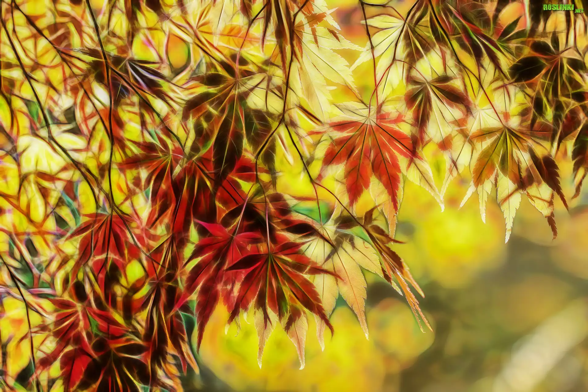 Liście, Klon, Fractalius