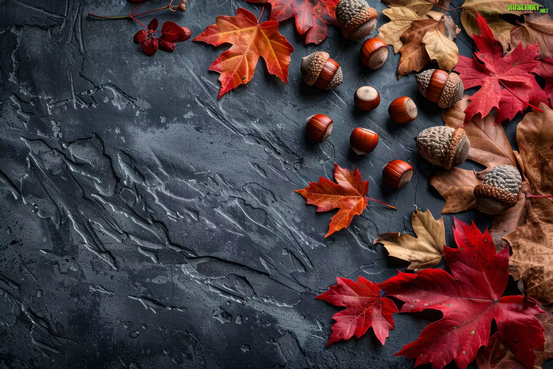 Czerwone, Brązowe, Liście, Klonu, Żołędzie, Czarne, Tło