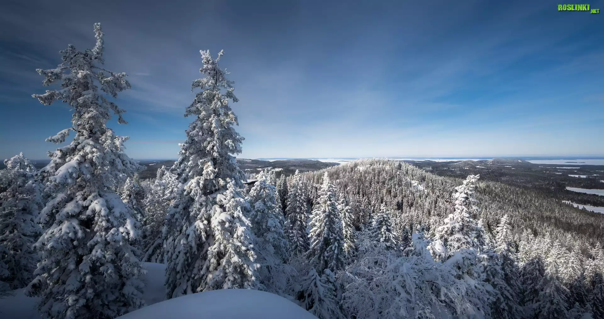 Finlandia, Karelia Północna, Park Narodowy Koli, jezioro Pielinen, Zima, Drzewa, Świerki, Wzgórza