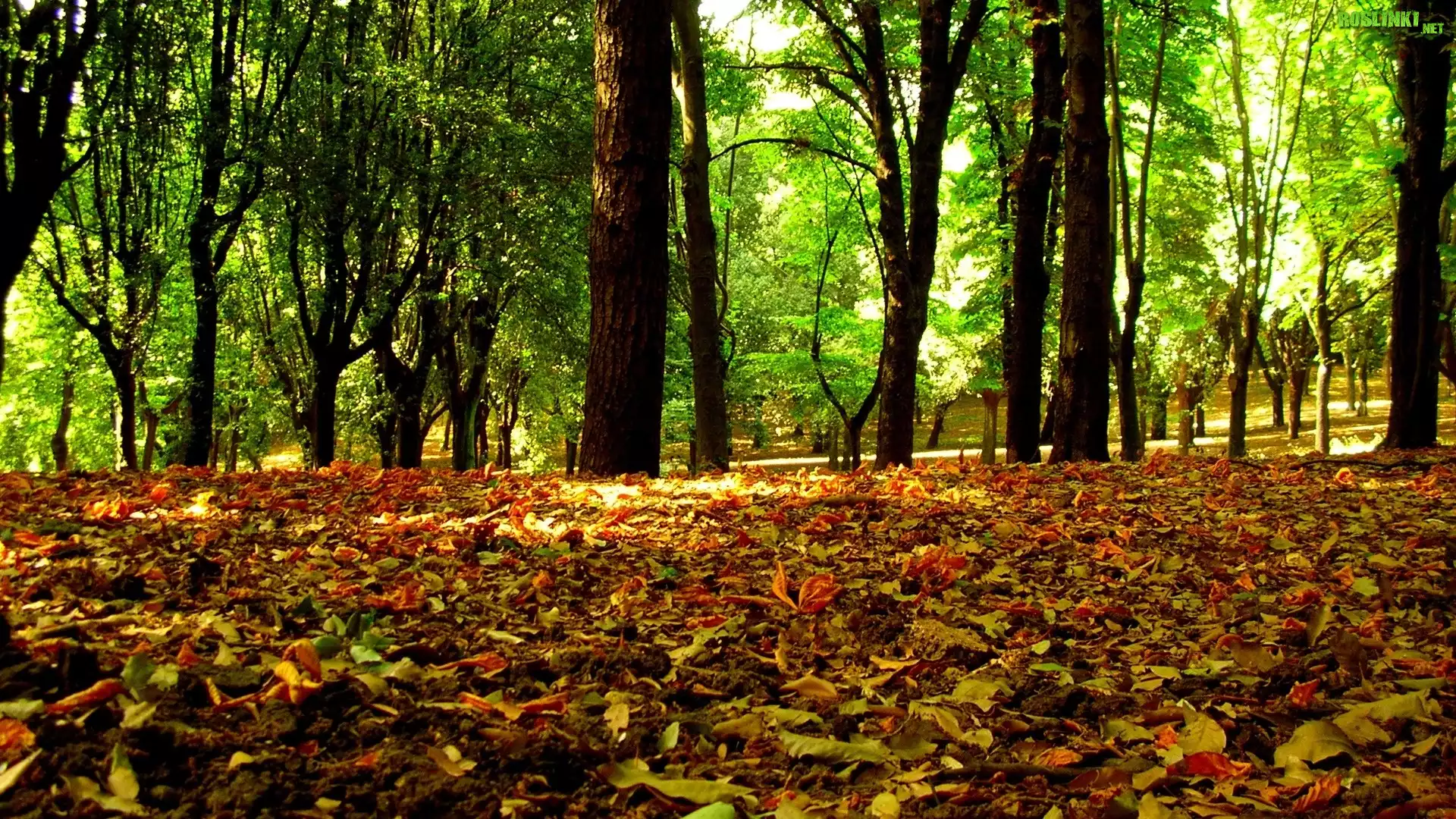 Kolorowe, liście, Jesieni, Zielone, Drzewa, Park