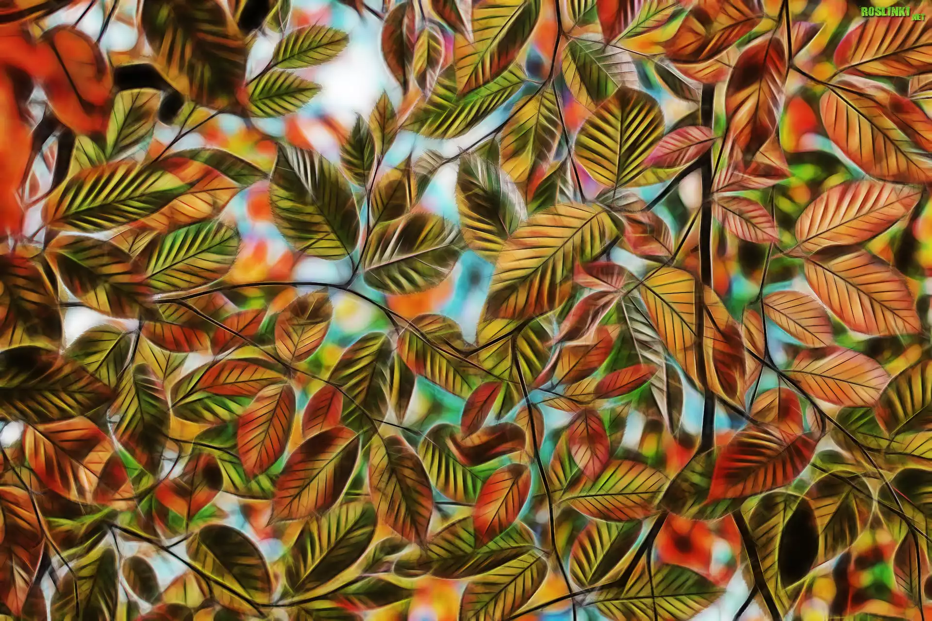 Kolorowe, Liście, Fractalius, Grafika komputerowa