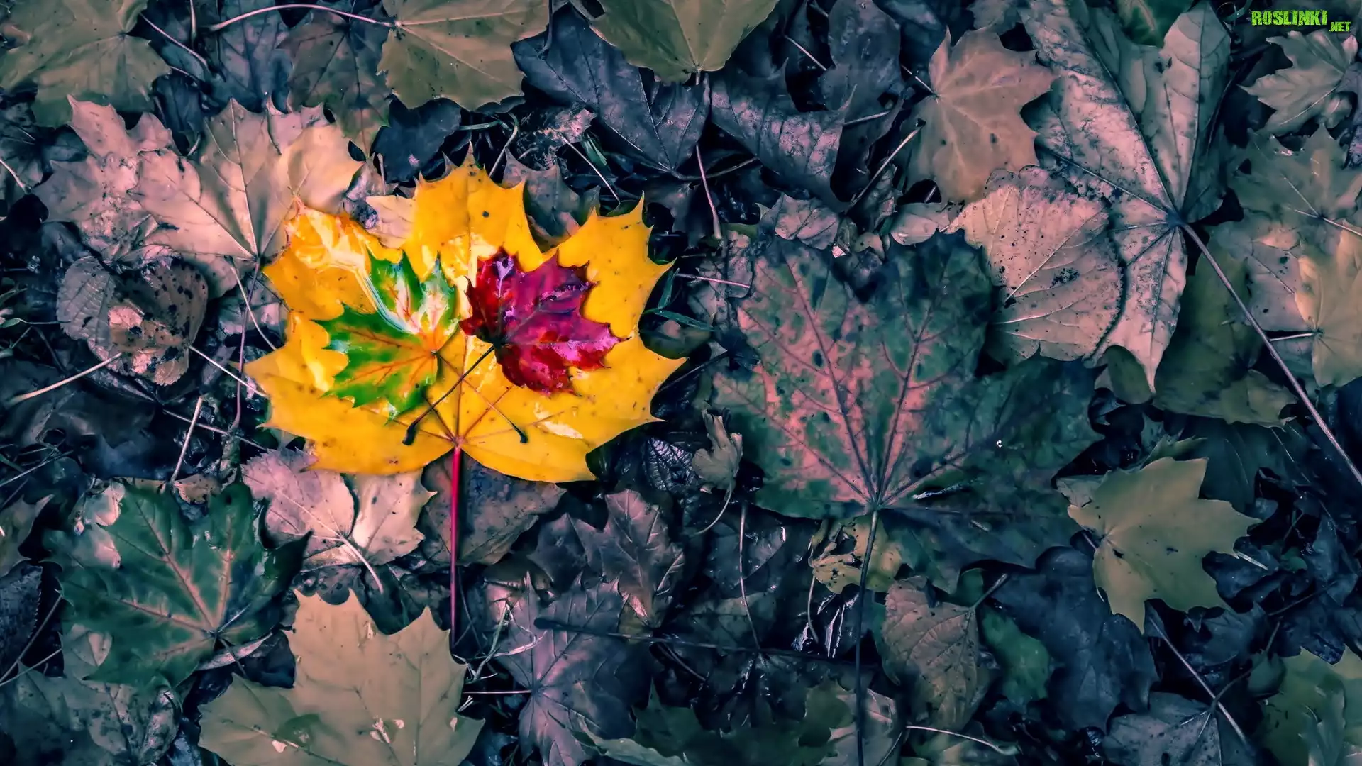 Kolorowe, Jesienne, Klonowe, Liście