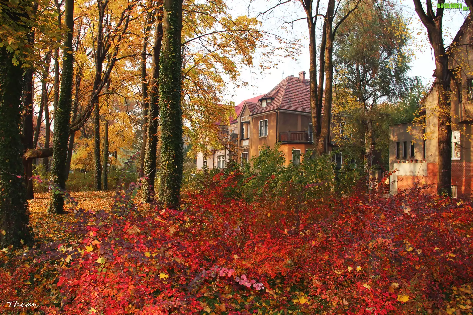 Kolorowe, Jesienne, Liście, Park, Domy