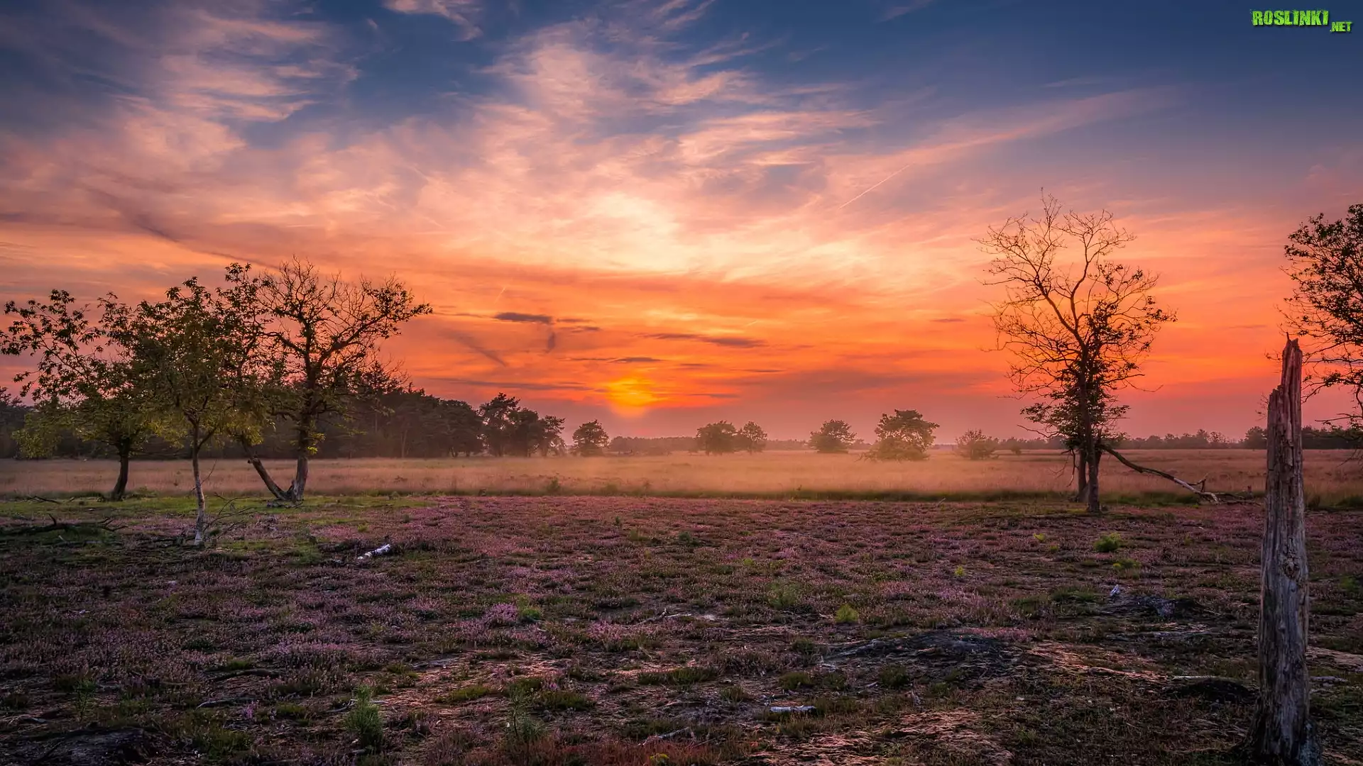 Wrzosowisko, Łąka, Drzewa, Zachód słońca, Kolorowe, Niebo, Someren Heide, Brabancja Północna, Holandia