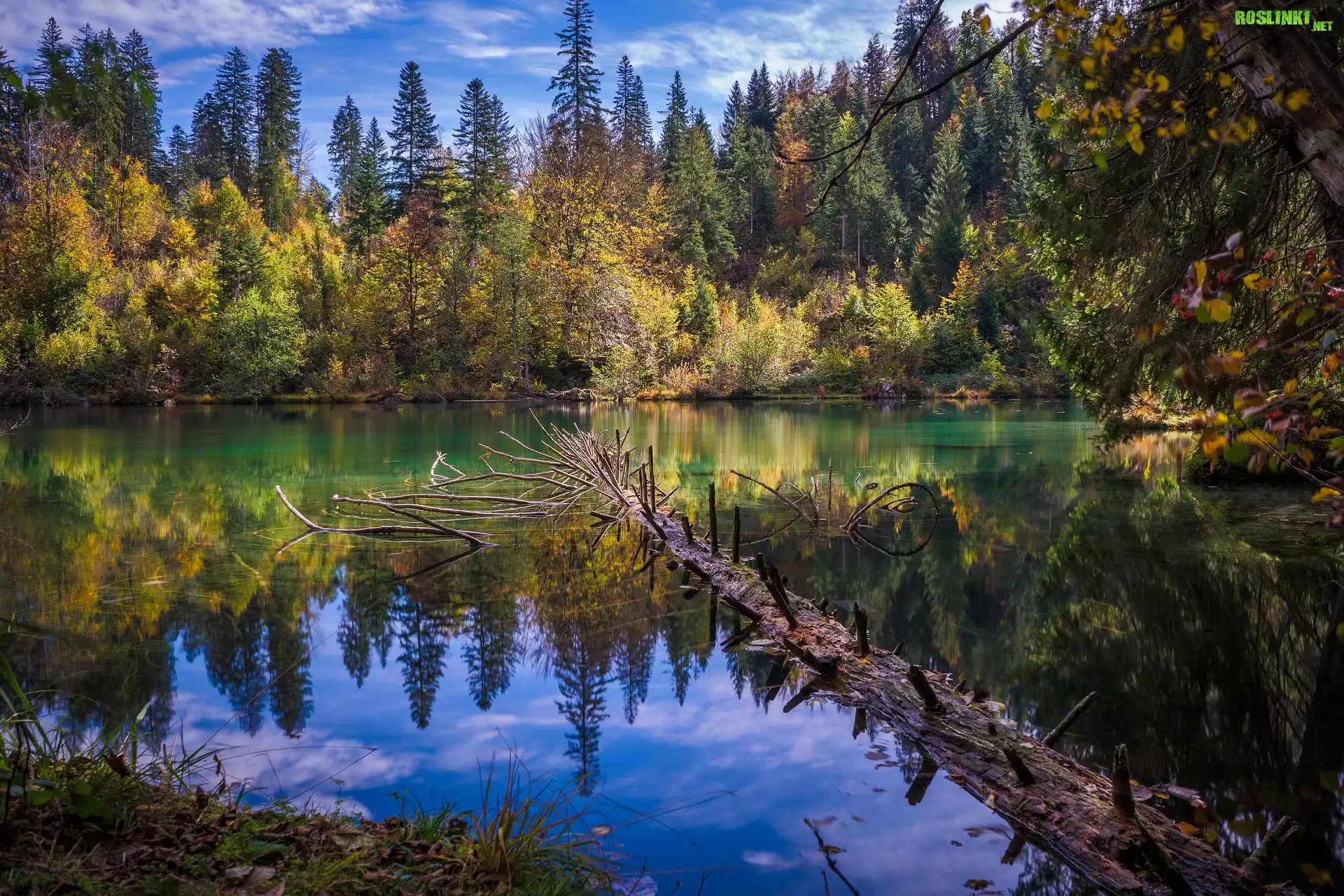 Szwajcaria, Kanton Gryzonia, Góry, Jezioro, Lake Cresta, Drzewa, Konar
