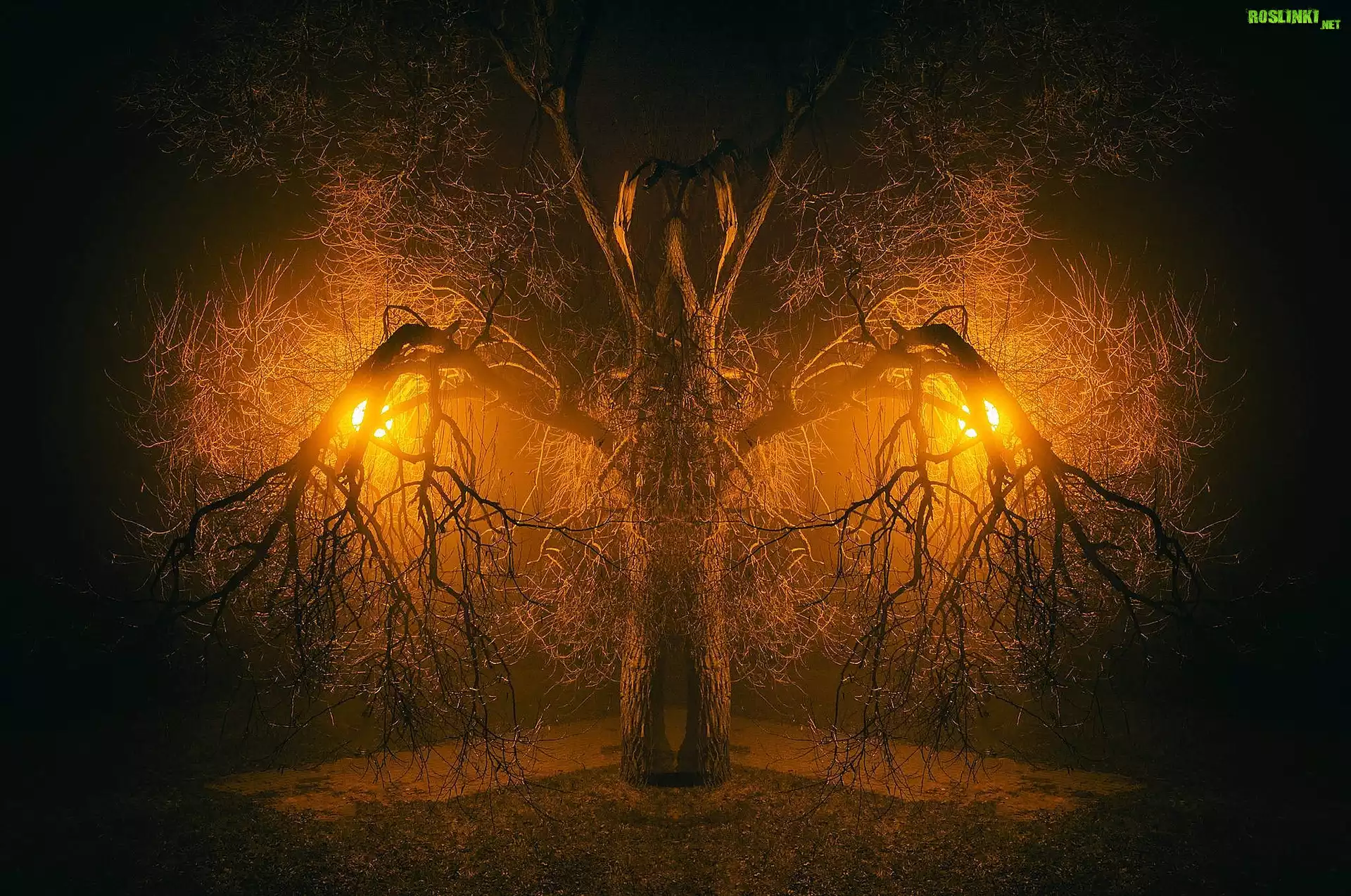 Drzewo, Konary, Lampy