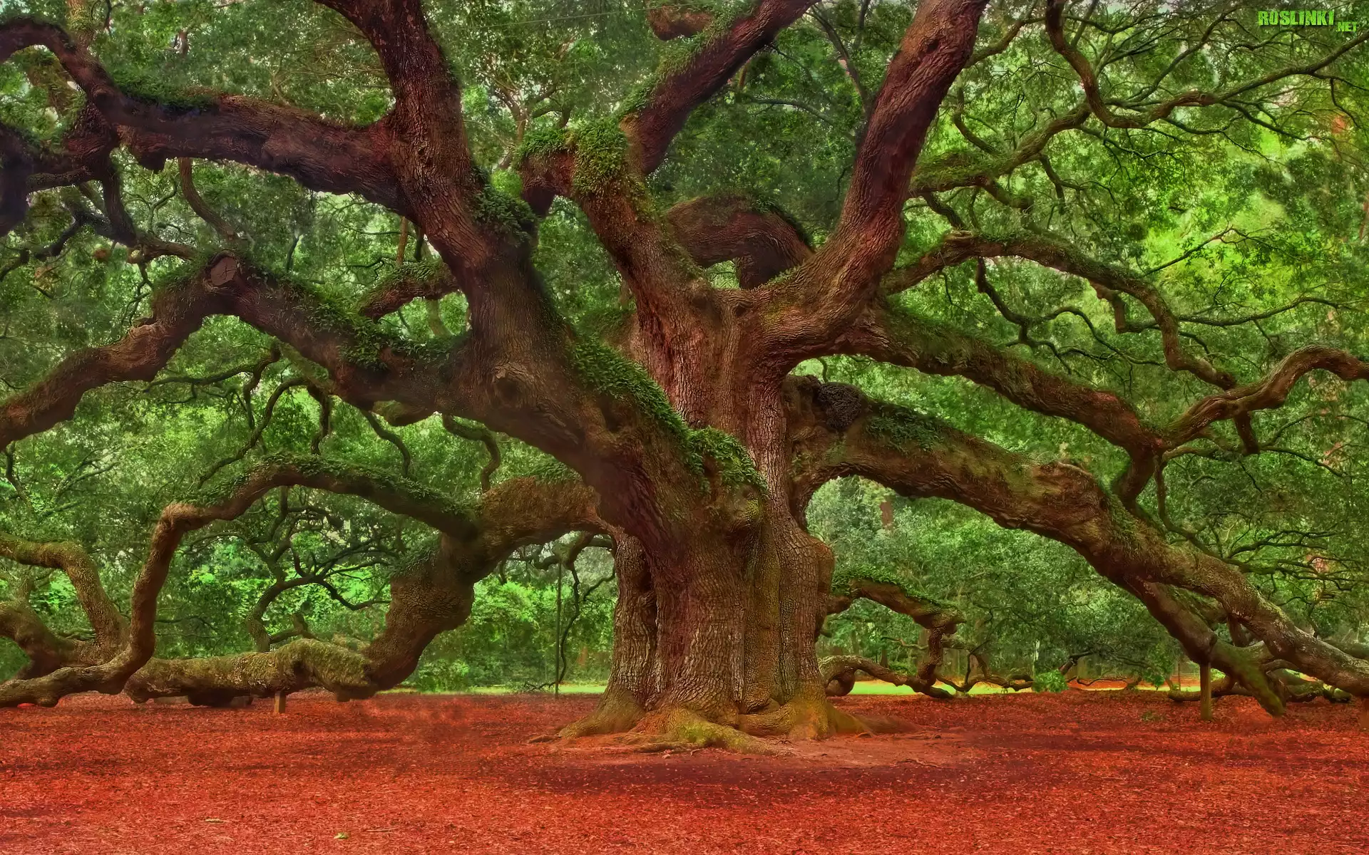 Drzewo, Pięćsetletni, Dąb, Rozłożyste, Konary, Angel Oak Tree, Charleston, Stan Karolina Południowa, Stany Zjednoczone