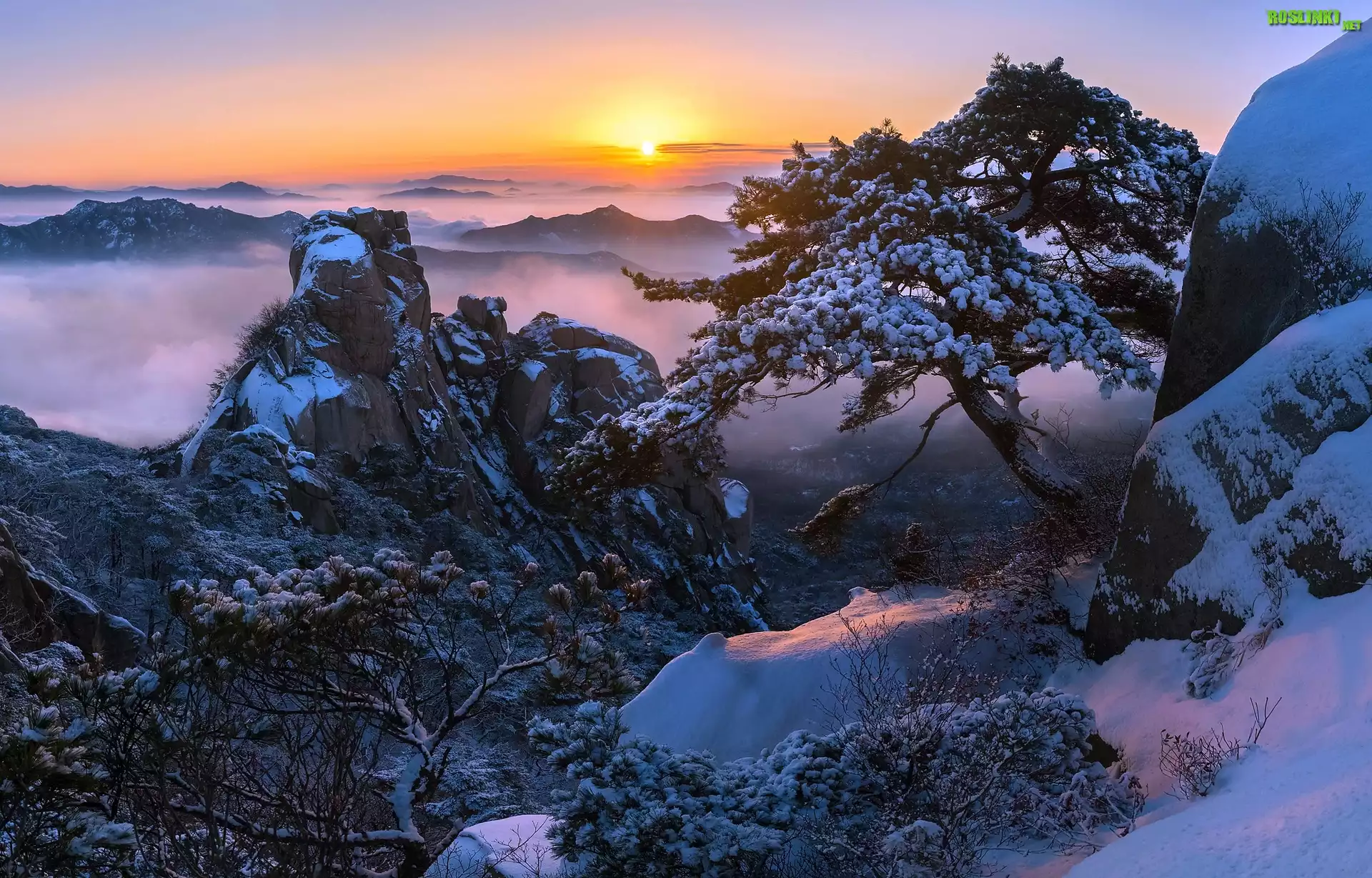 Korea Południowa, Prowincja Gyeonggi-do, Park Narodowy Bukhansan, Góra Dobongsan, Zima, Wschód słońca, Mgła, Skały, Drzewa, Sosna