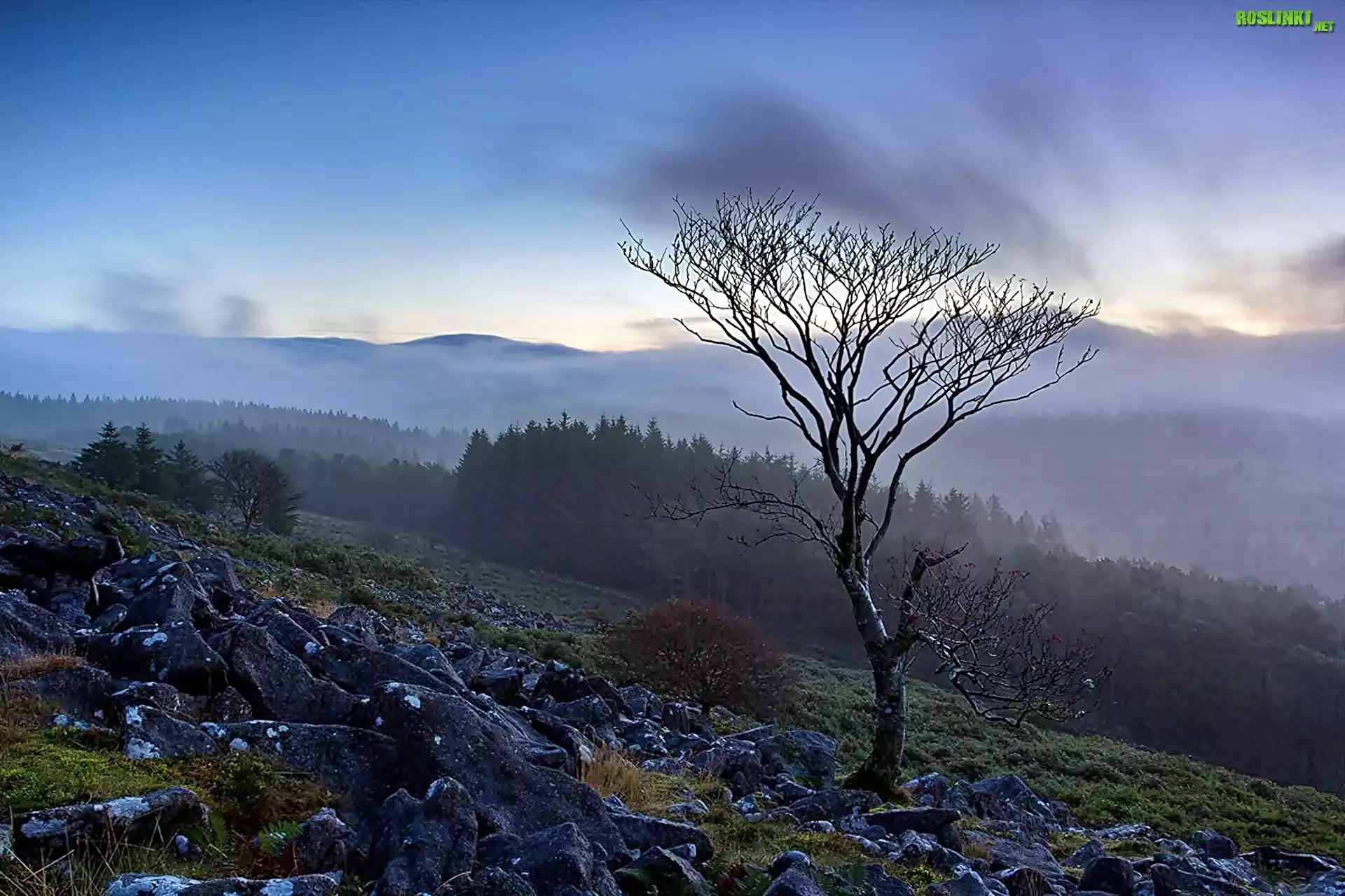 Anglia, Park Narodowy Dartmoor, Drzewa, Mgła
