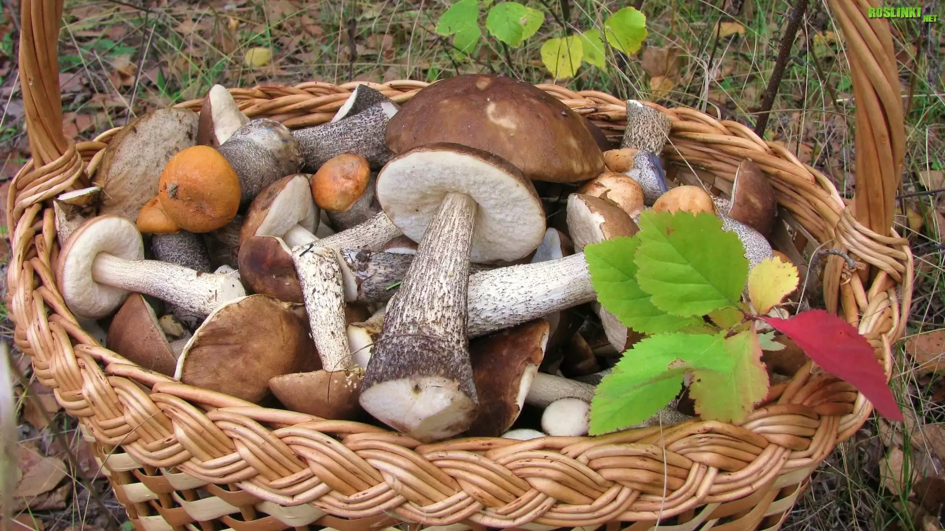 Kosz, Grzybów, Las, Jesienne, liście
