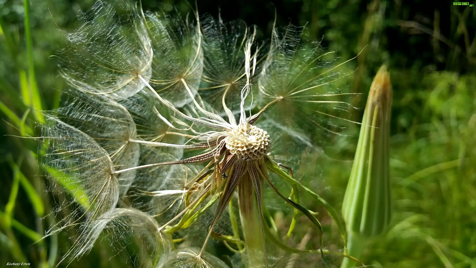 Kozibród, Dmuchawiec