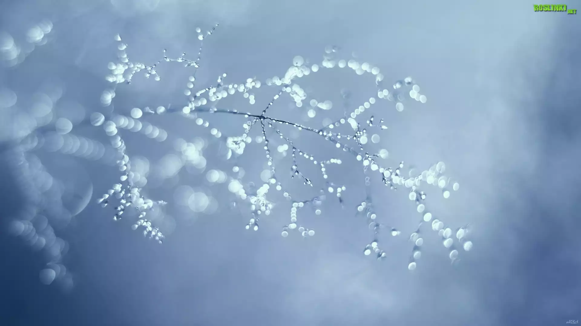 Gałązki, Krople, Bokeh