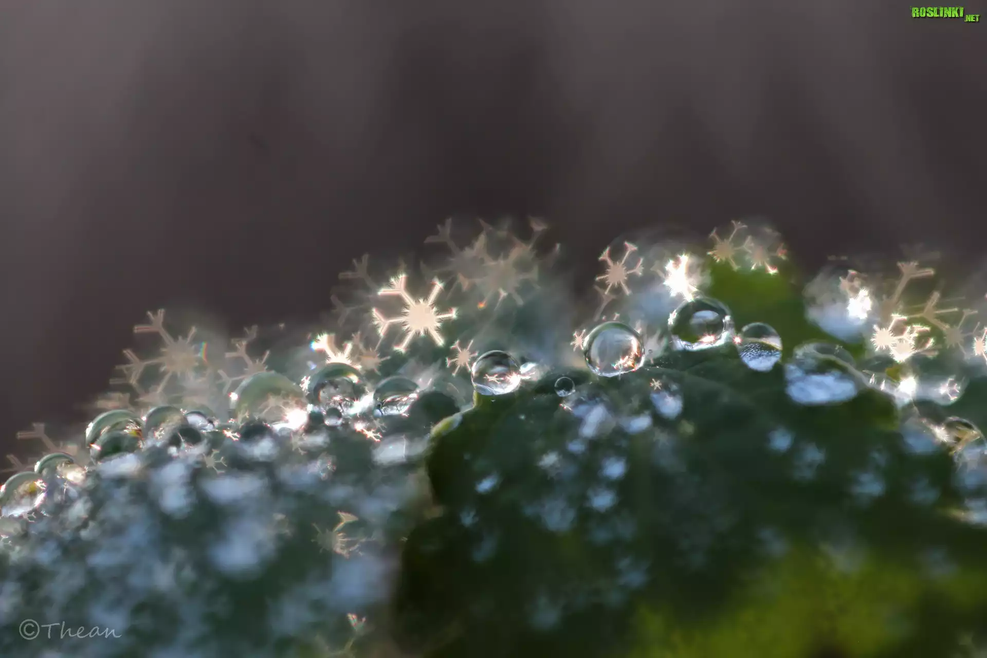 Liść, Krople, Bokeh