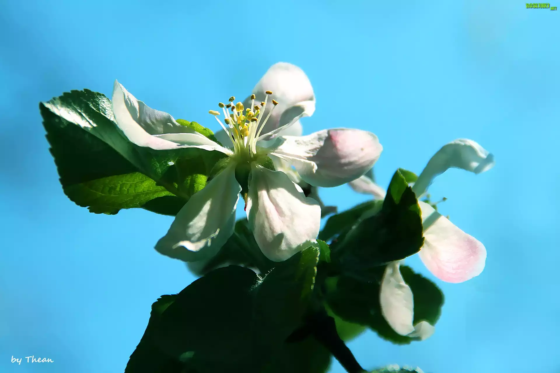 Kwiat, Jabłoni