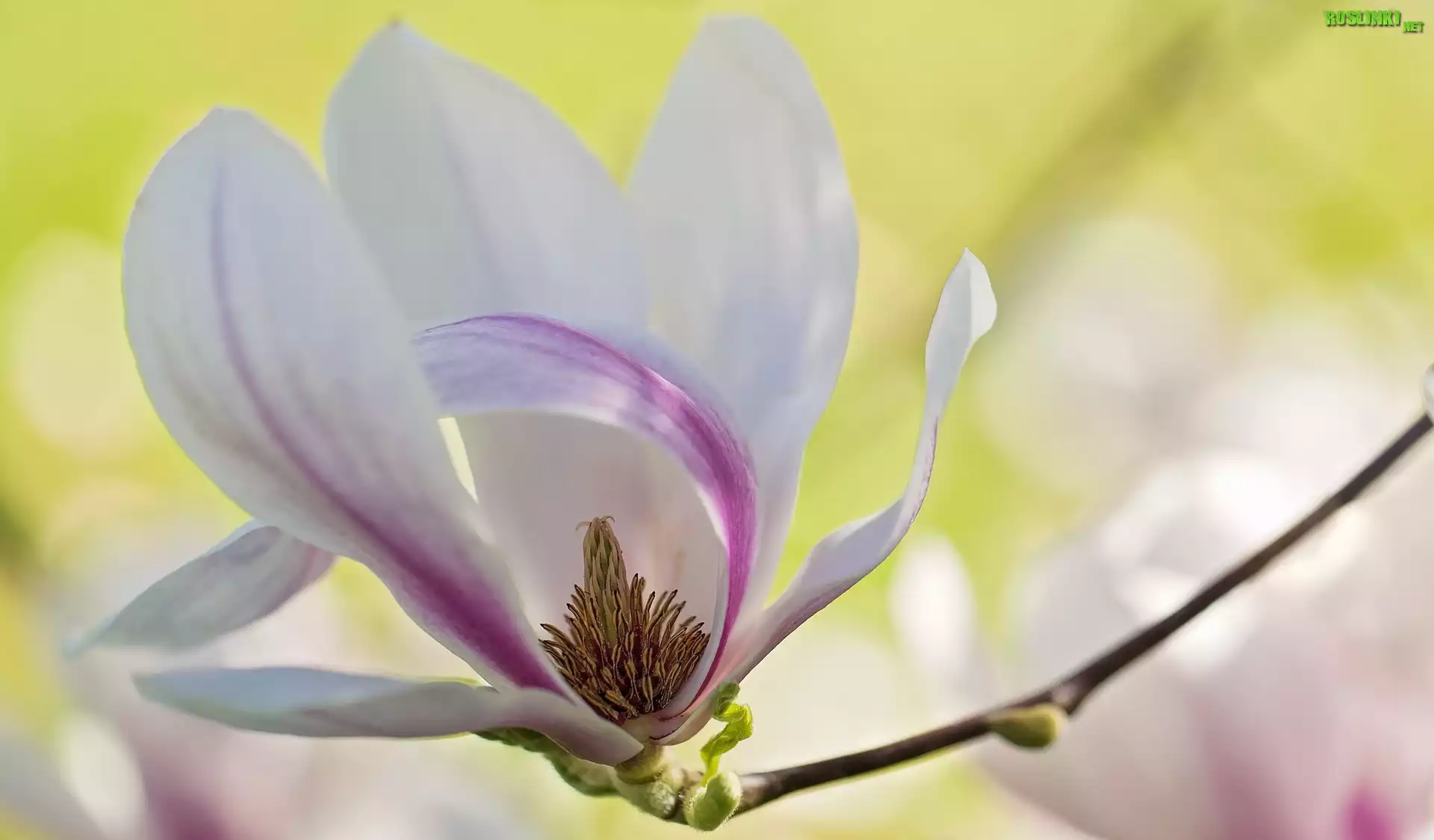 Magnolia, Kwiat, Gałązka