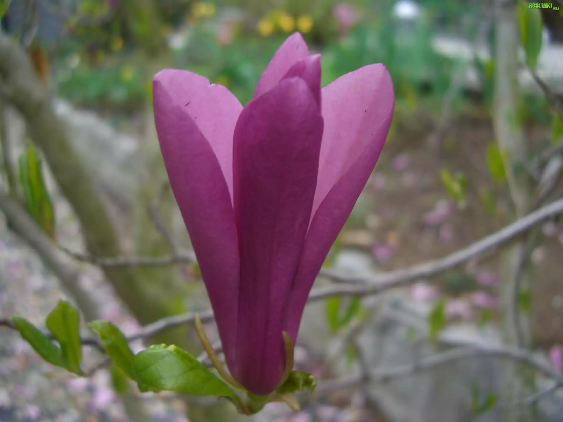 Magnolia, Kwiat, Listki
