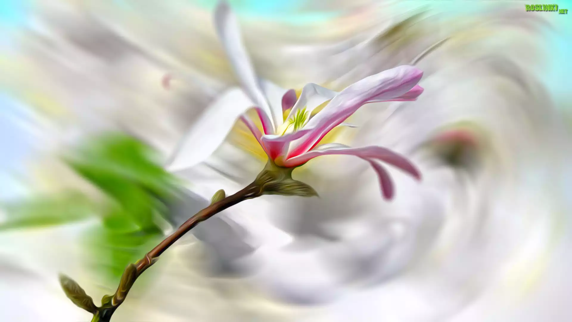 Kwiat, Magnolia, Rozmycie, Grafika