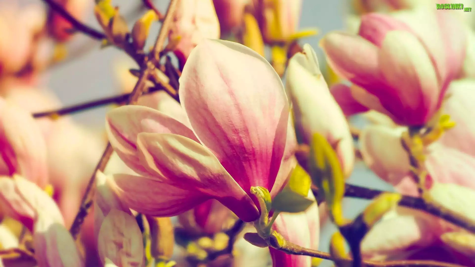 Kwiaty, Magnolia, Gałązki, Zbliżenie
