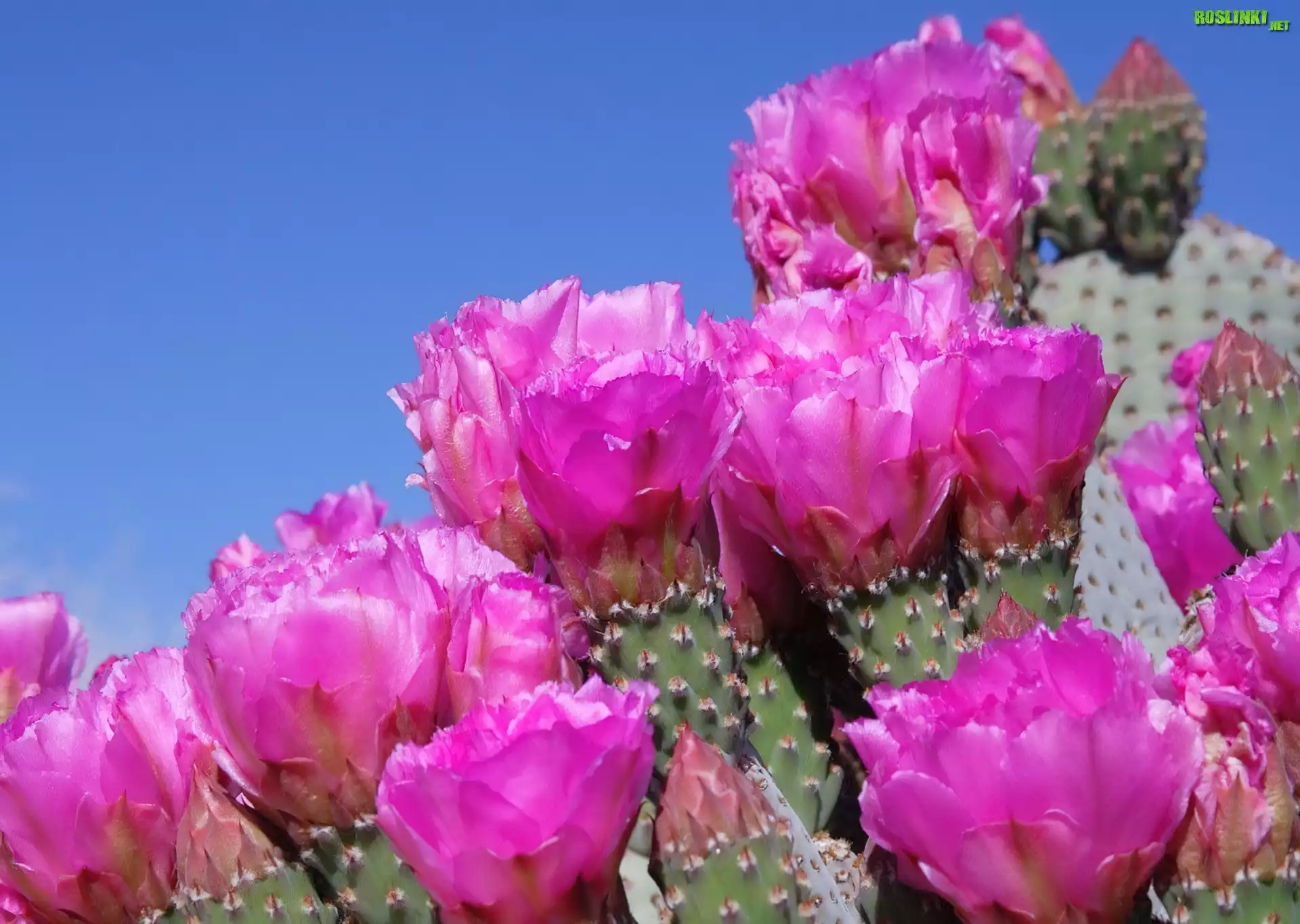 Kwiaty, Kaktusa
