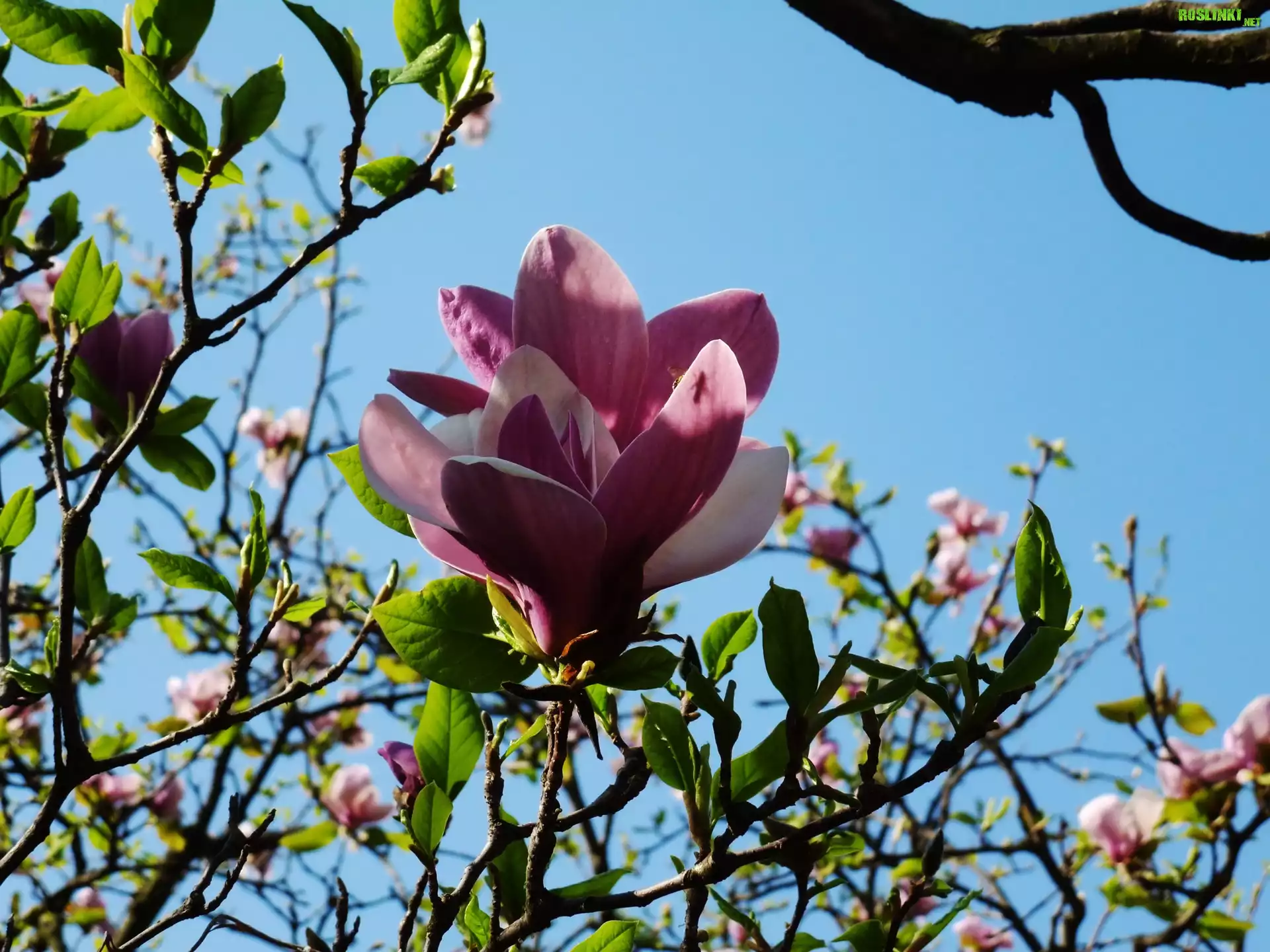 Kwiaty, Magnolii