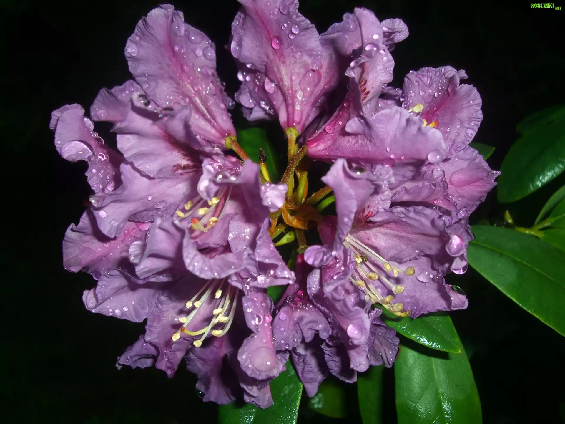 Rododendron, Kwiaty, Fiolet, Liście, Krzew, Krople, Deszczu