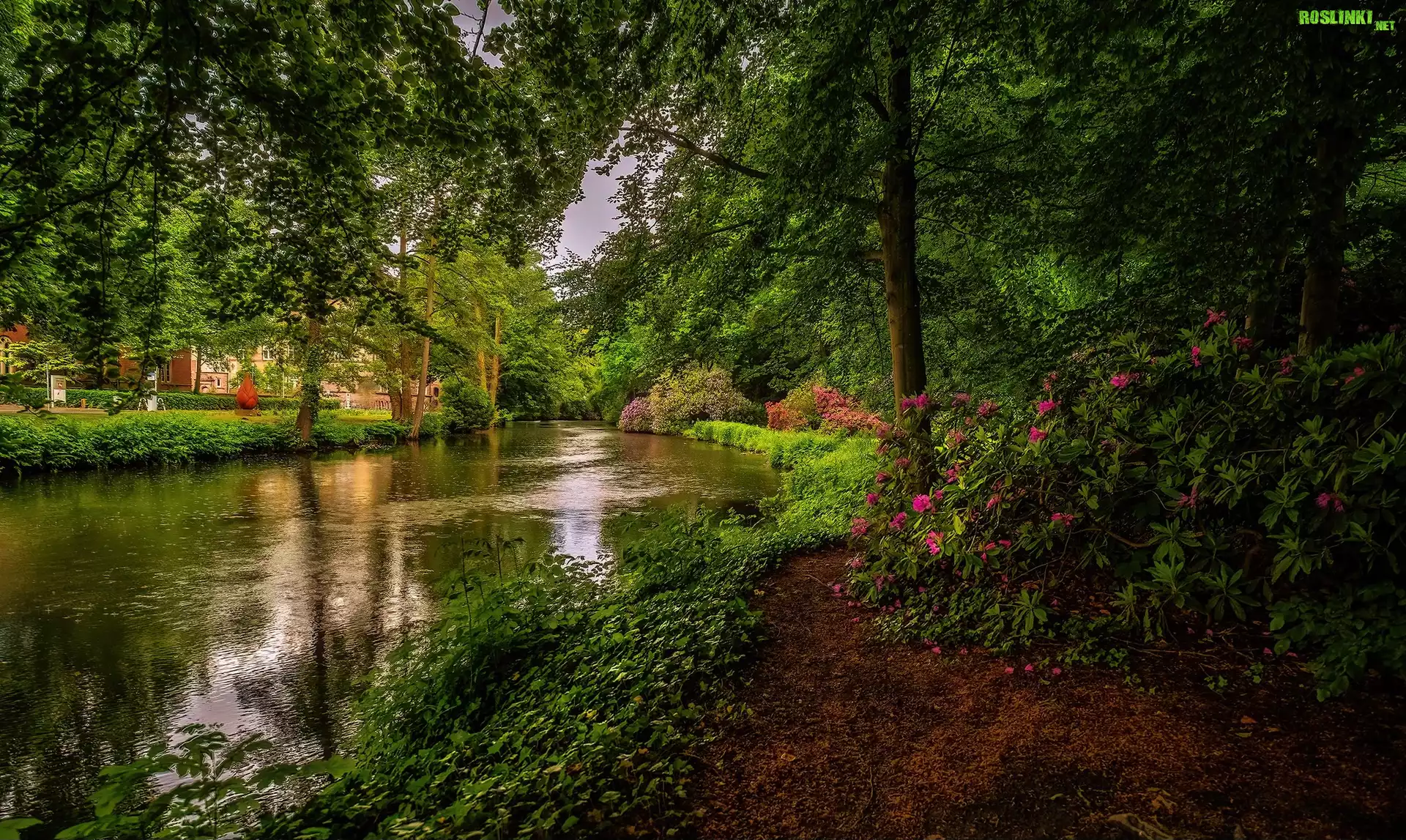 Rzeka, Drzewa, Ścieżka, Kwiaty, Różowe, Rododendrony, Roślinność