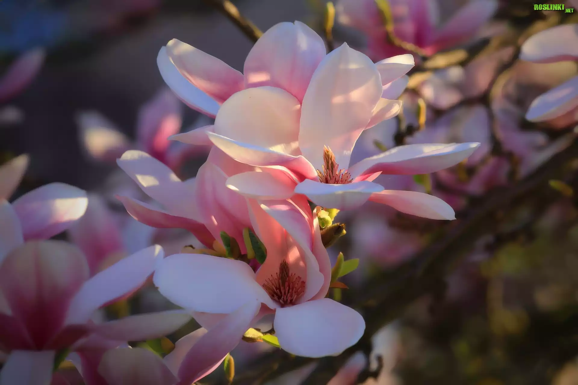 Kwiaty, Magnolia, Światło, Rozmycie