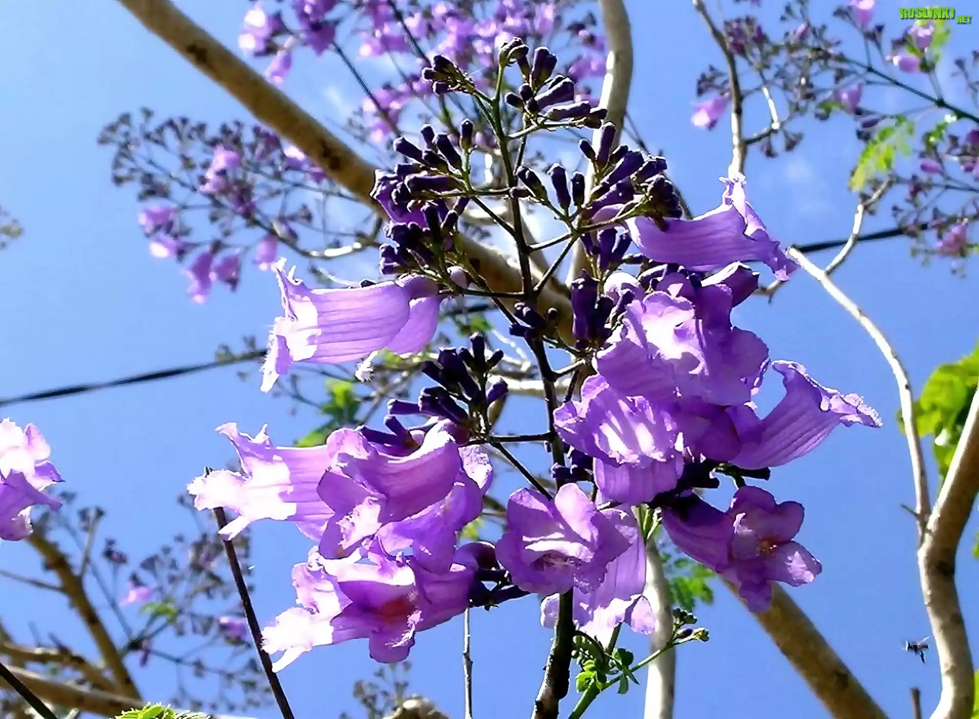 KwitnÄ…ca, Jacaranda