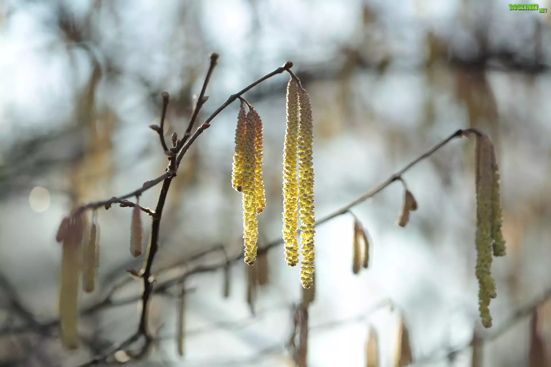 KwitnÄ…ca, Leszczyna