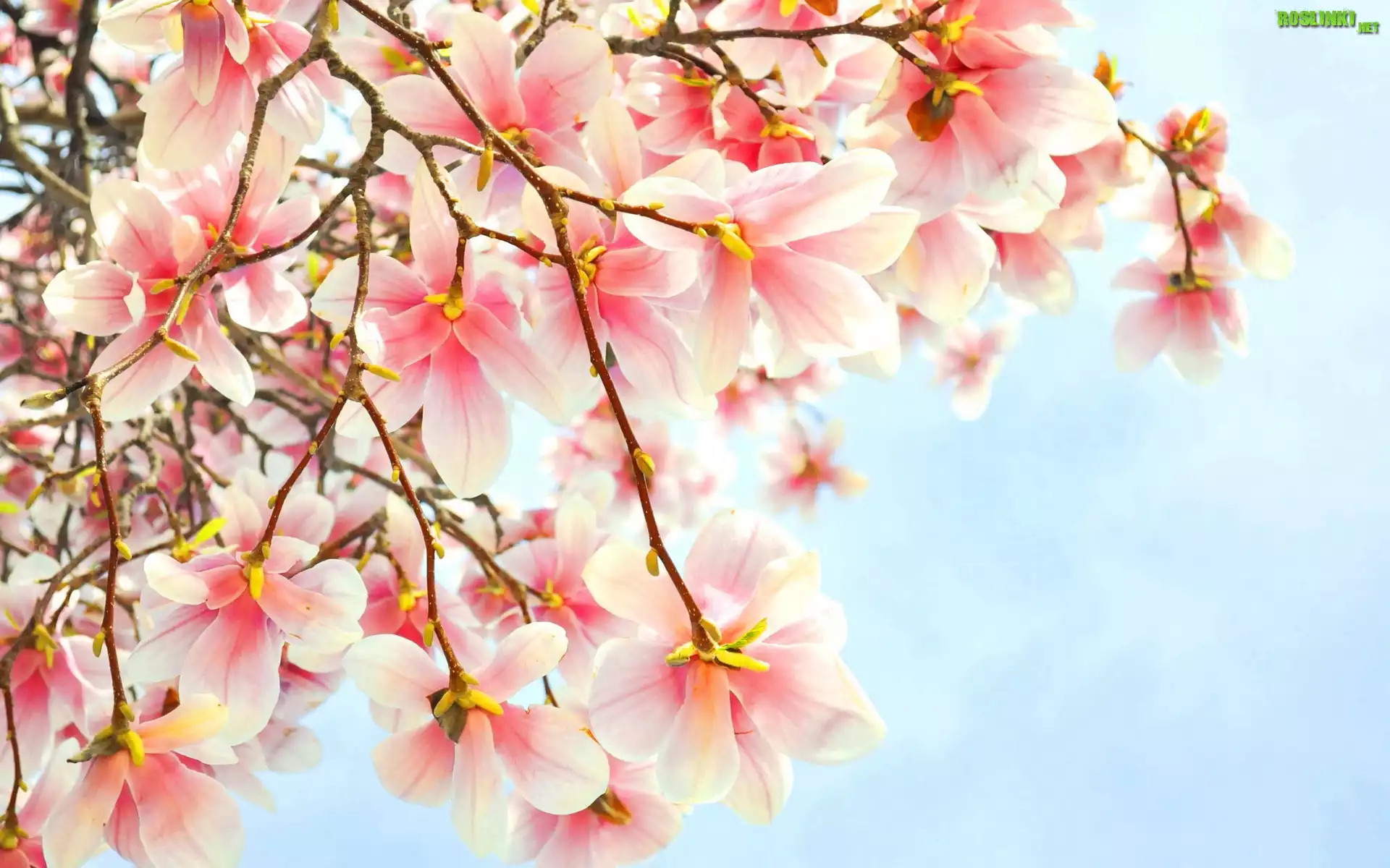 KwitnÄ…ca, Magnolia
