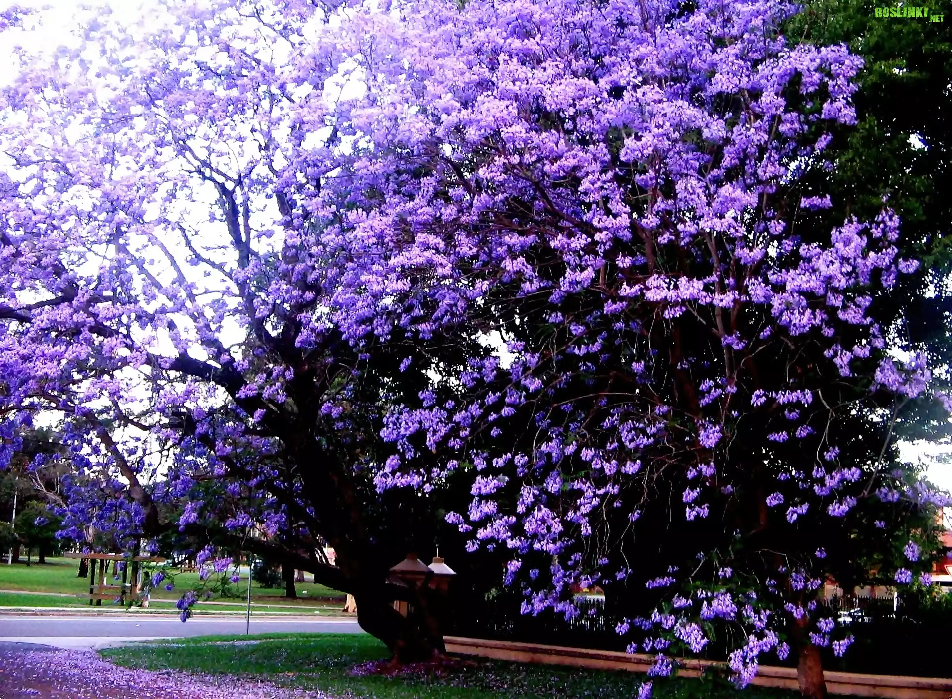 Park, KwitnÄ…ca, Jacaranda