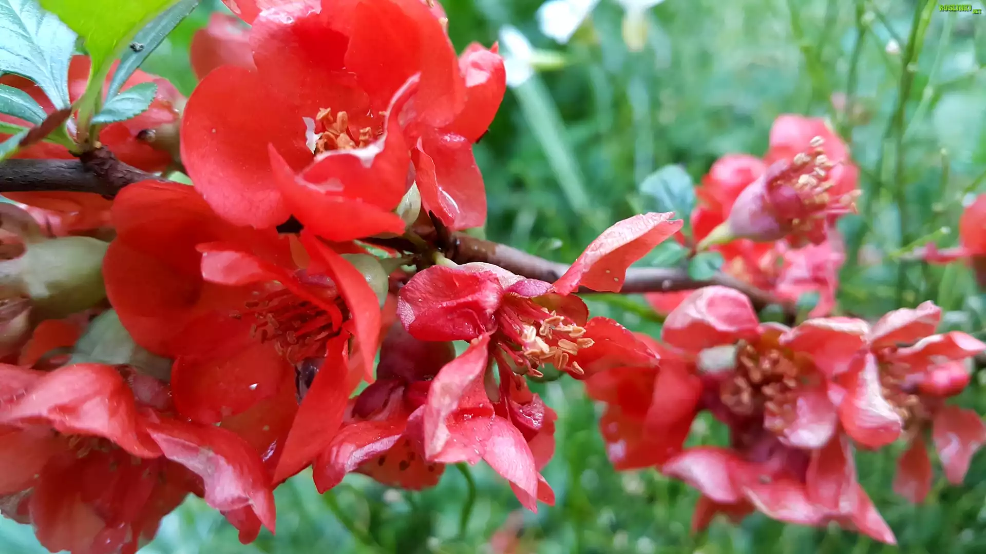 KwitnÄ…ca, Pigwa