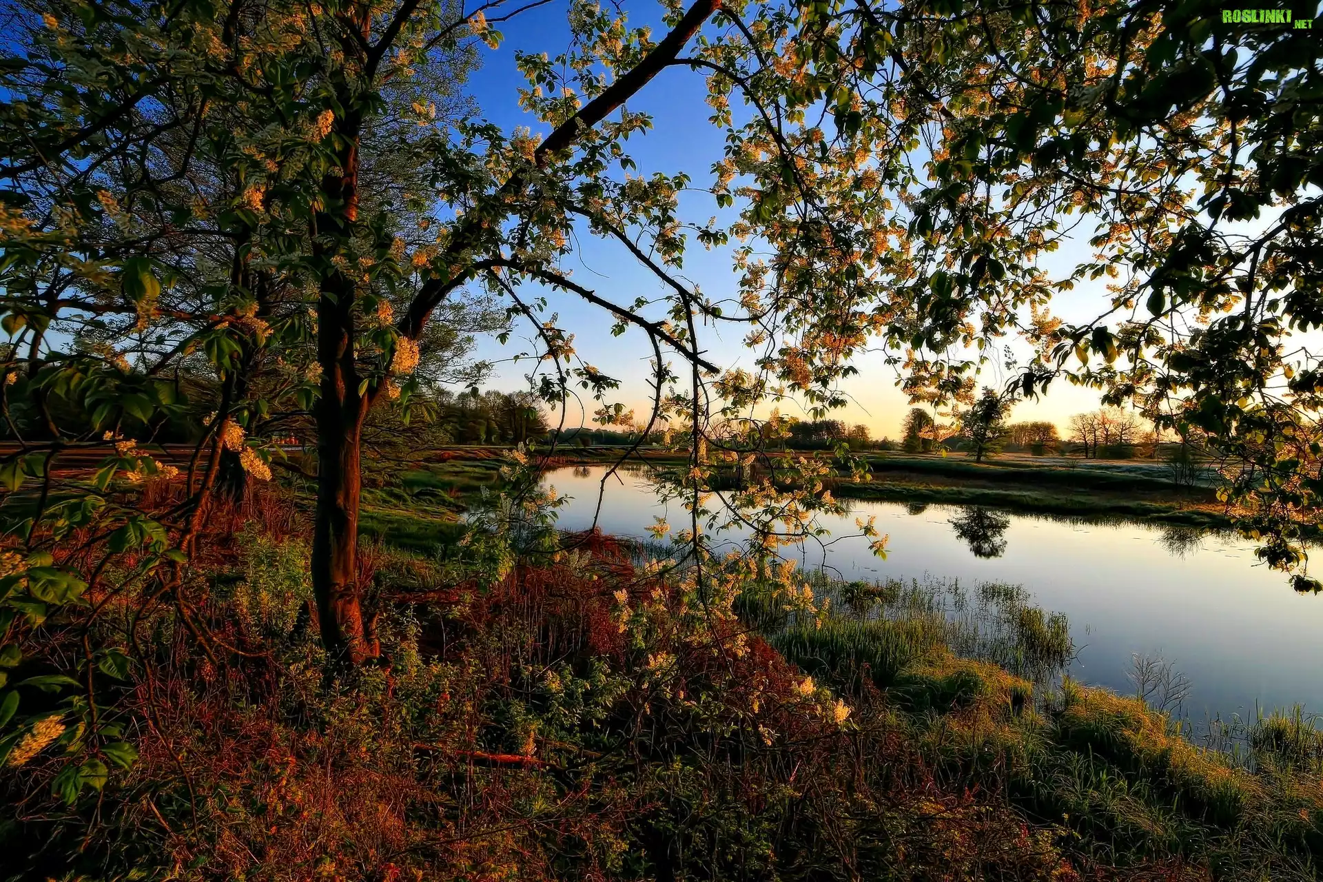 KwitnÄ…ce, Drzewo, Staw, Wiosna