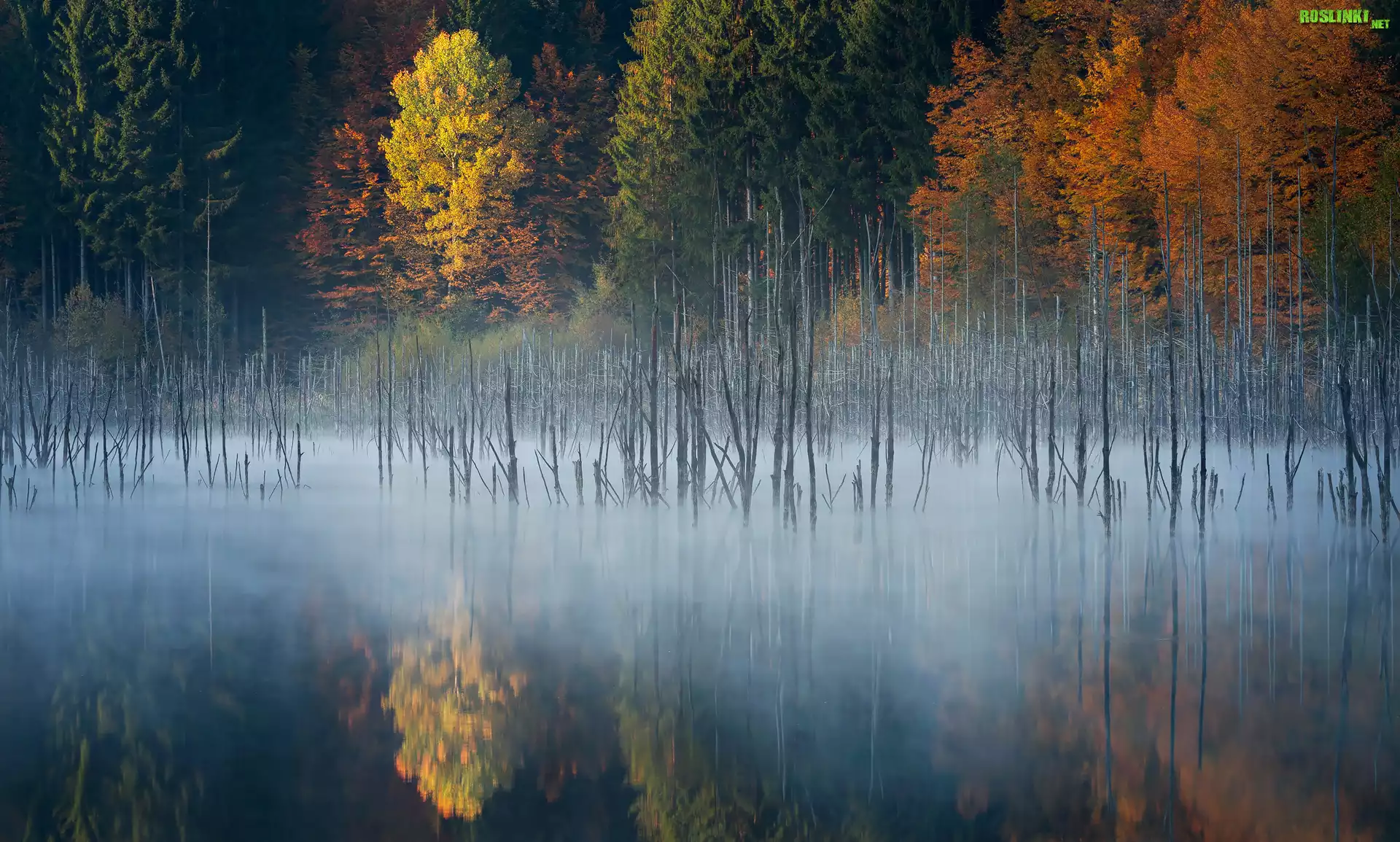 Jesień, Las, Drzewa, Mgła, Jezioro Lacul Cuejdel, Miejscowość
Garcina, Okręg Neamt, Rumunia